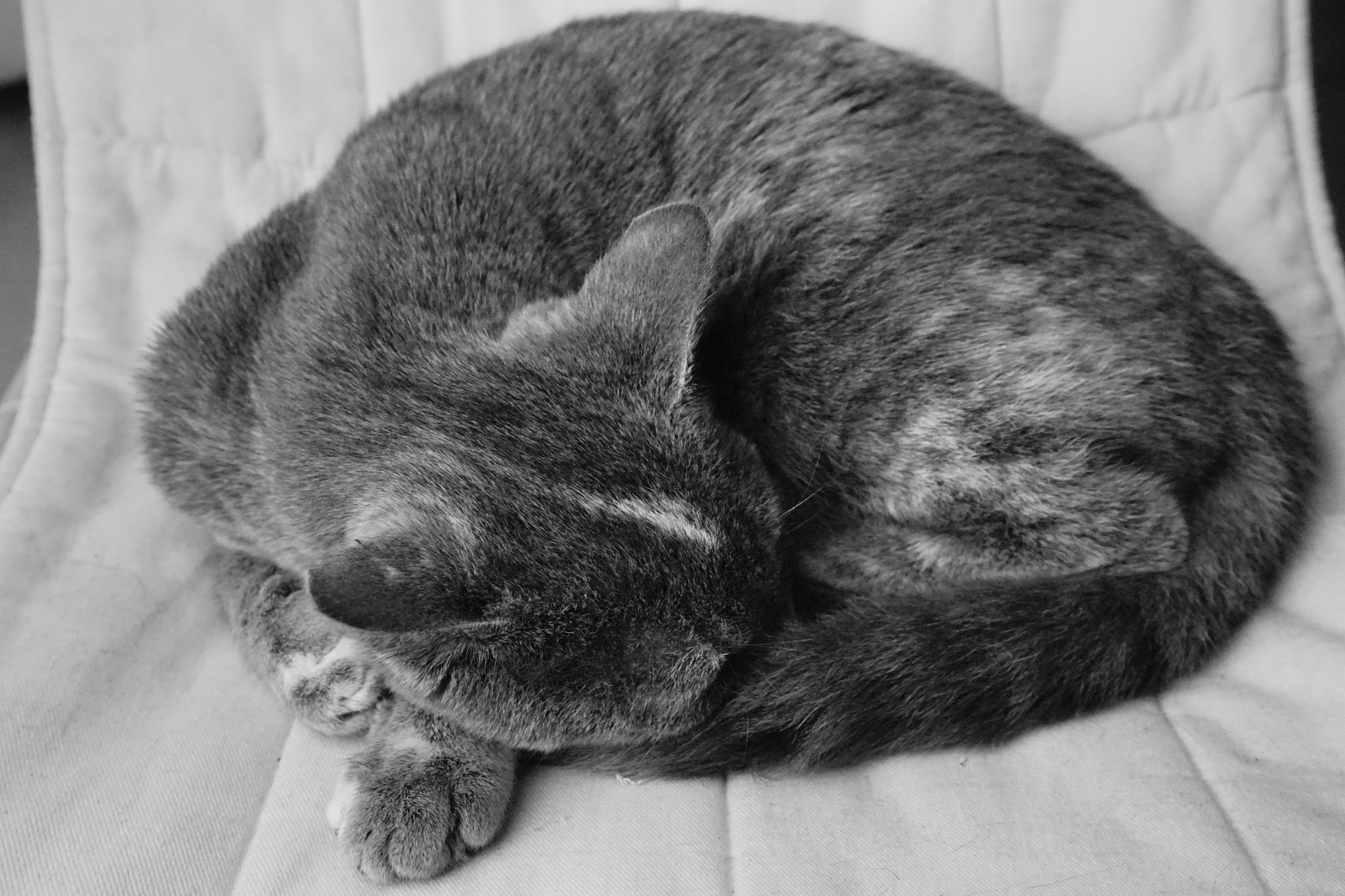 Sigma AF 28-70mm F2.8 sample photo. A kitten's life - sleeping photography