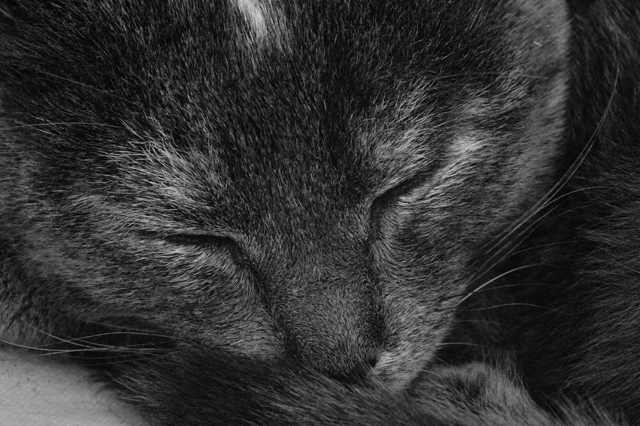 Sony a7 + Sigma AF 105mm F2.8 EX [DG] Macro sample photo. A kitten's life - sleeping photography