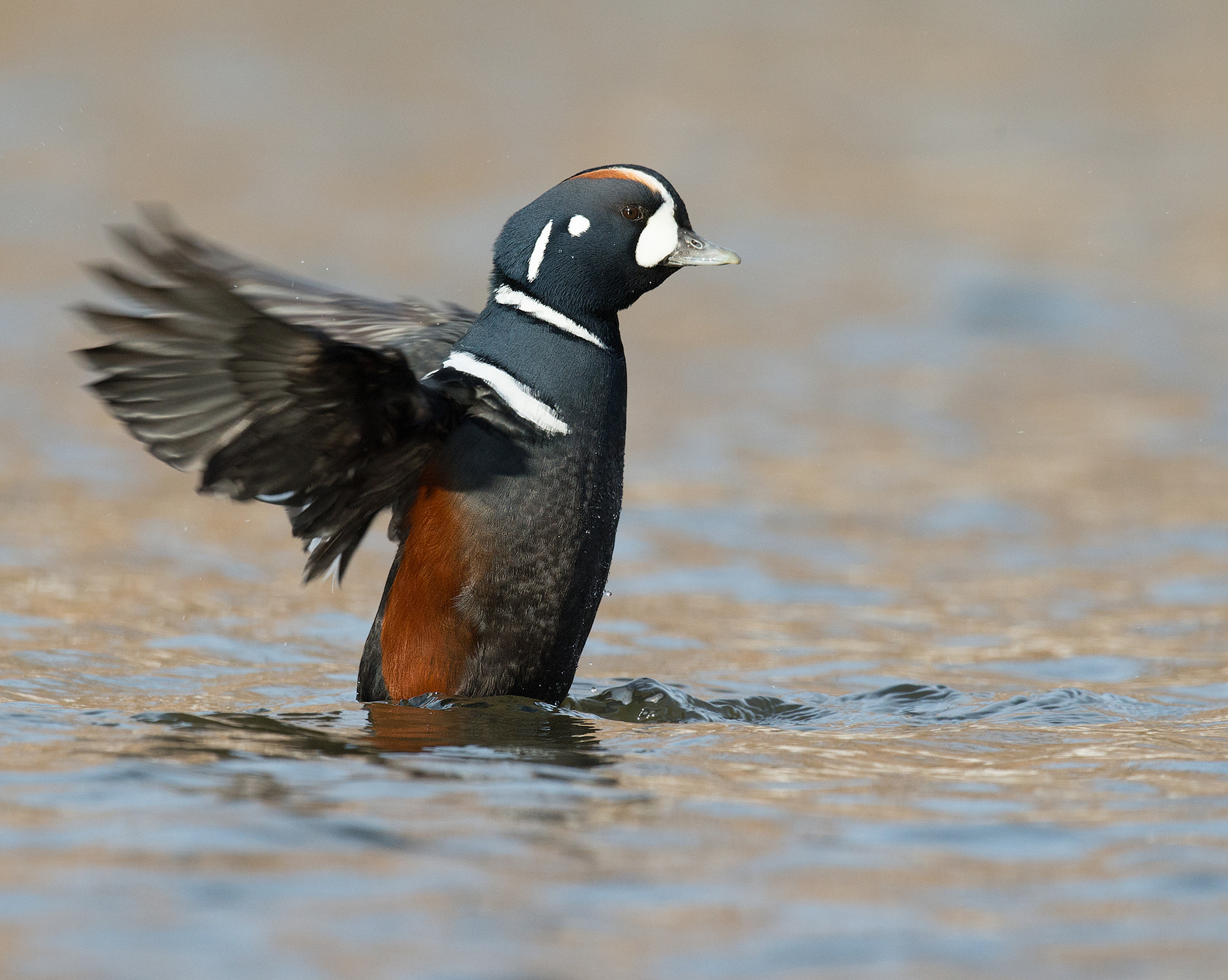 Nikon D4 + Sigma 24-60mm F2.8 EX DG sample photo. Arlequin plongeur / histrionicus histrionicus / harlequin duck photography