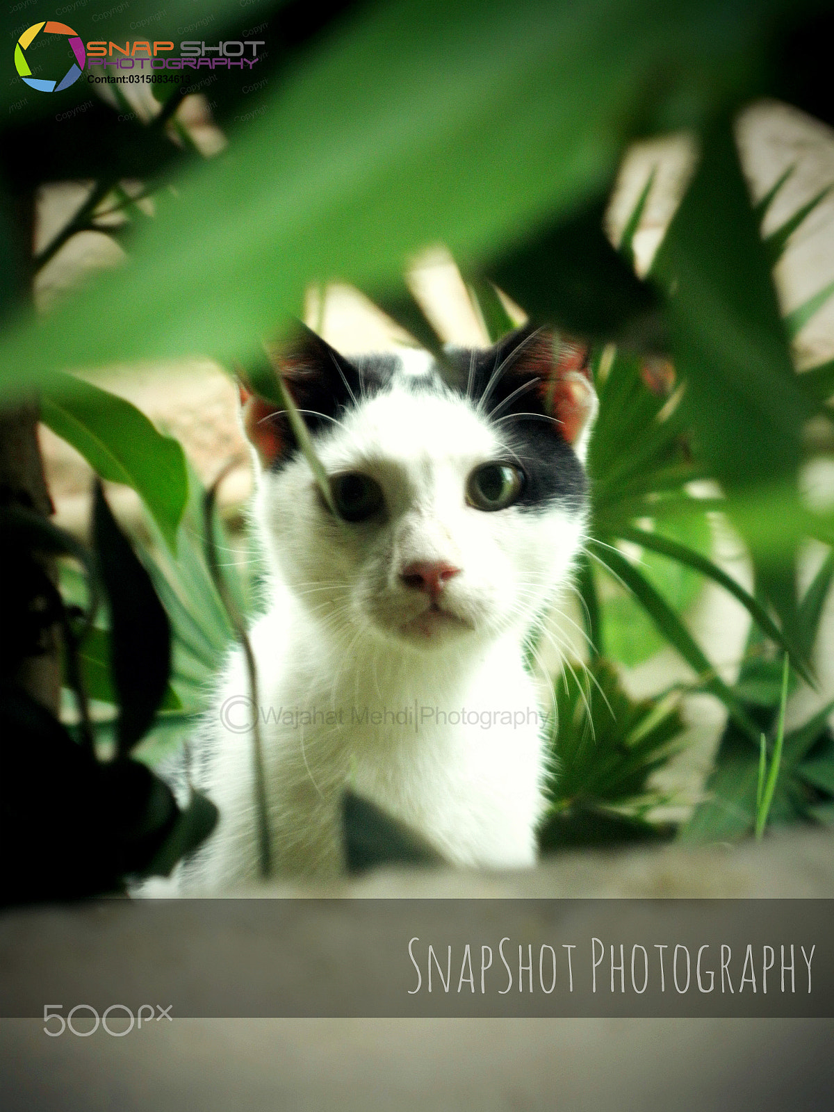 Olympus u7030,S7030 sample photo. Cat photography