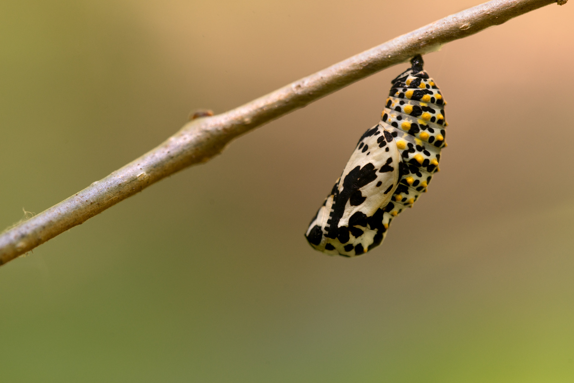 Sigma 150mm f/2.8 EX DG OS HSM APO Macro sample photo. Euphydryas maturna ...soon photography