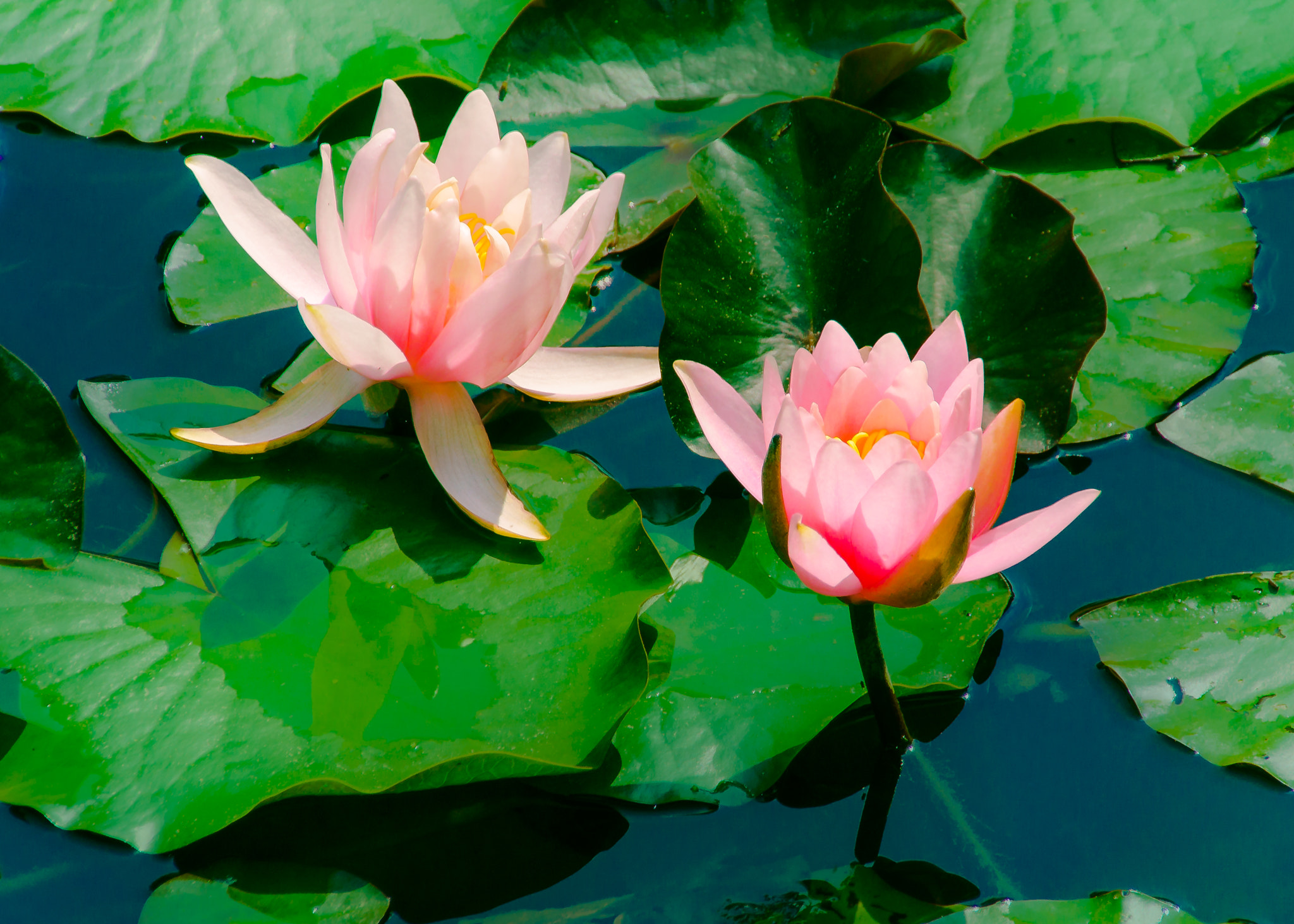 Sony ILCA-77M2 + DT 18-270mm F3.5-6.3 sample photo. Seerosen photography