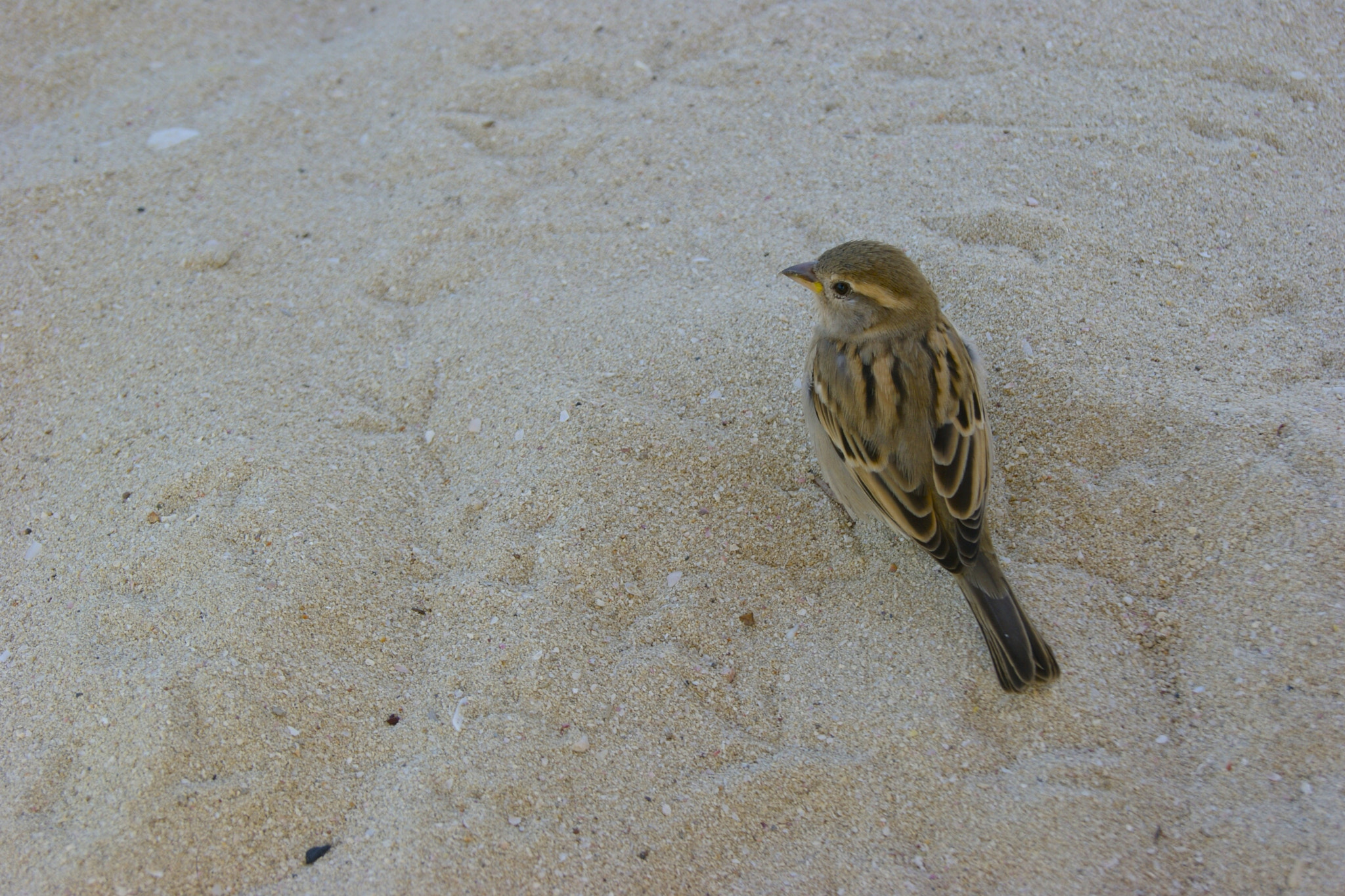 Sony DT 18-55mm F3.5-5.6 SAM II sample photo. Sand lark photography
