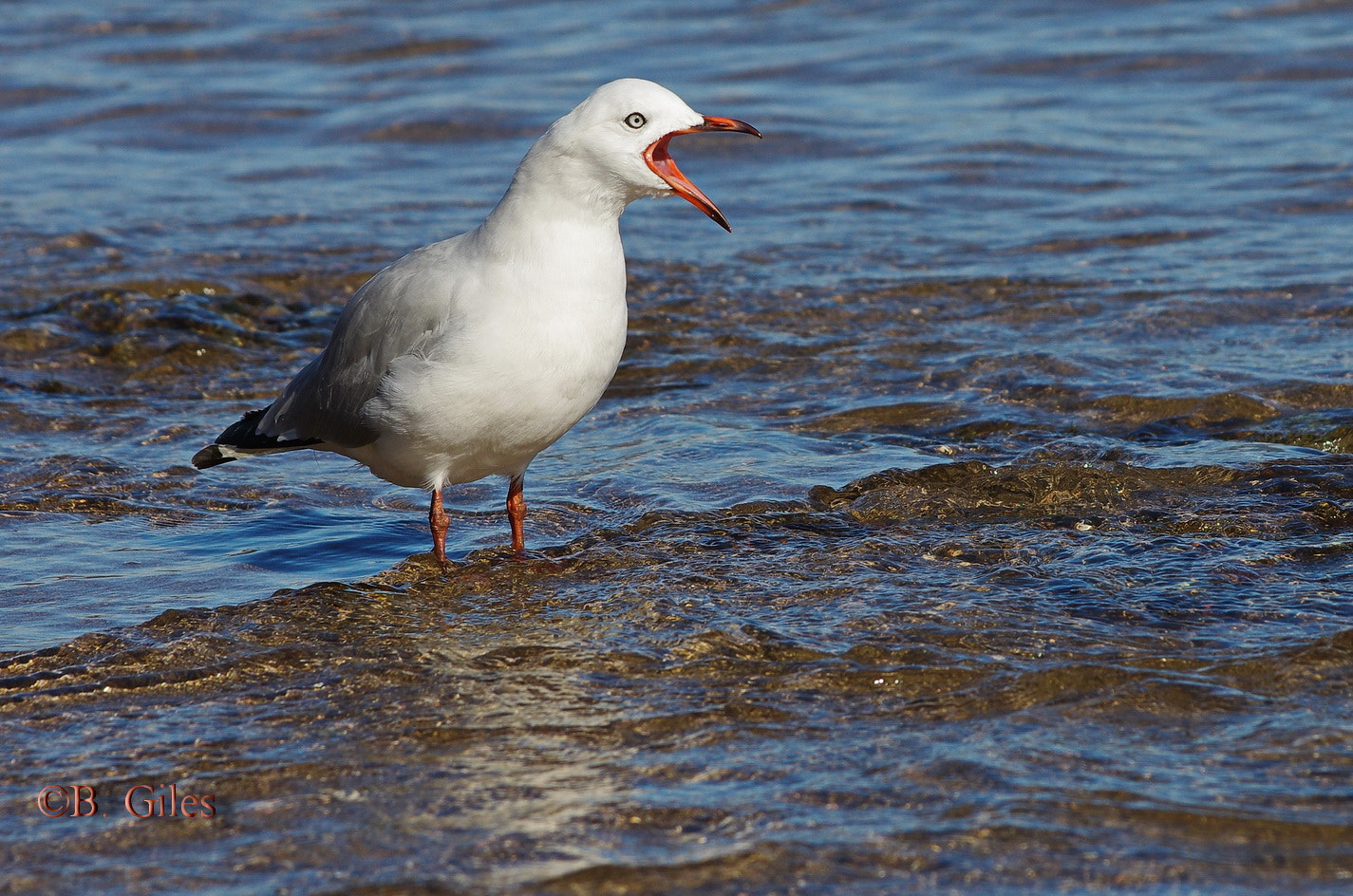 Pentax smc DA* 60-250mm F4.0 ED (IF) SDM sample photo. Cold !!!!!!!! photography