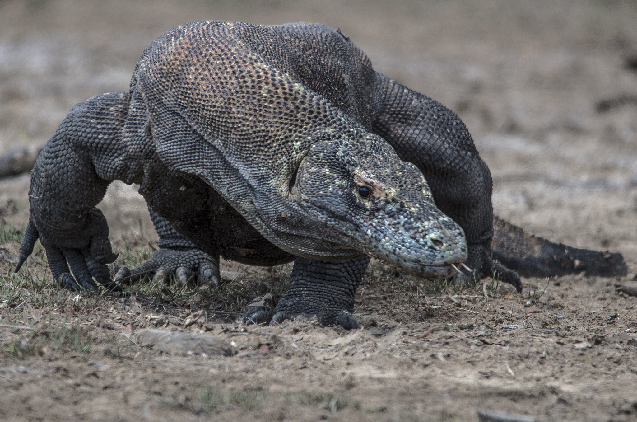 Pentax K-30 + Sigma 150-500mm F5-6.3 DG OS HSM sample photo. Owner of the komodo island photography