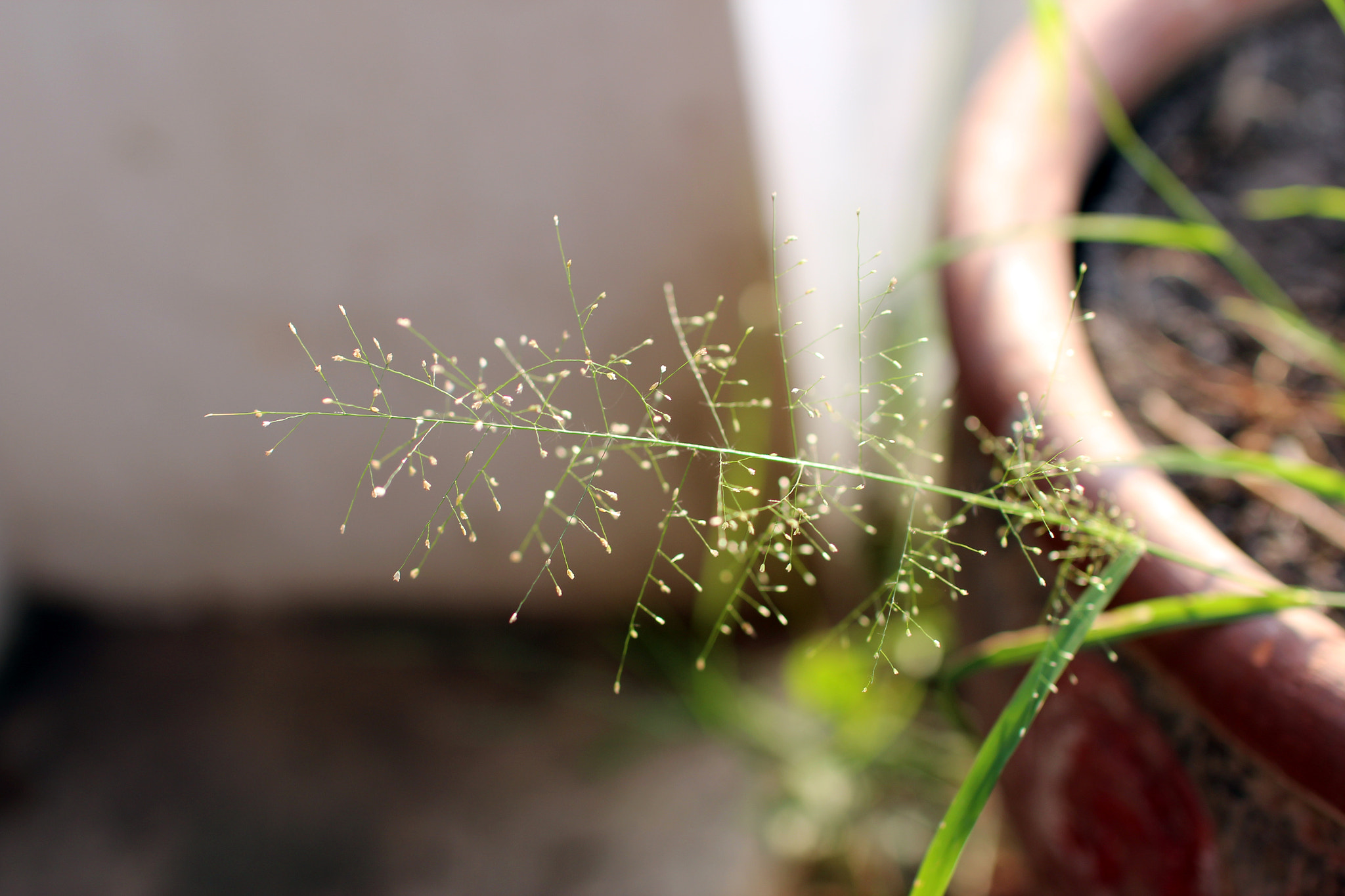 Sigma 30mm F1.4 EX DC HSM sample photo. Plant photography