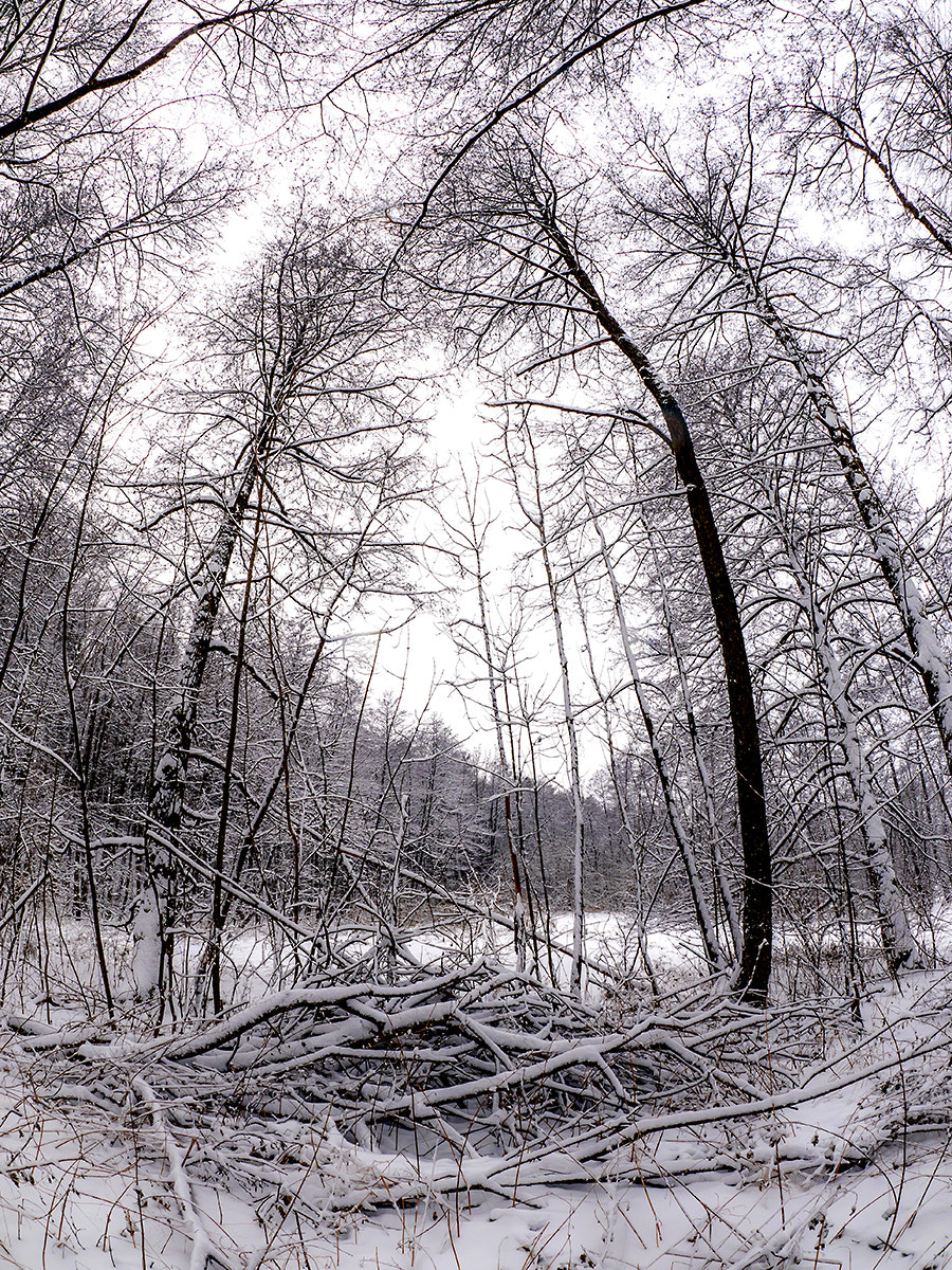 Panasonic Lumix DMC-GX8 + OLYMPUS M.8mm F1.8 sample photo. Winter morning in forest photography