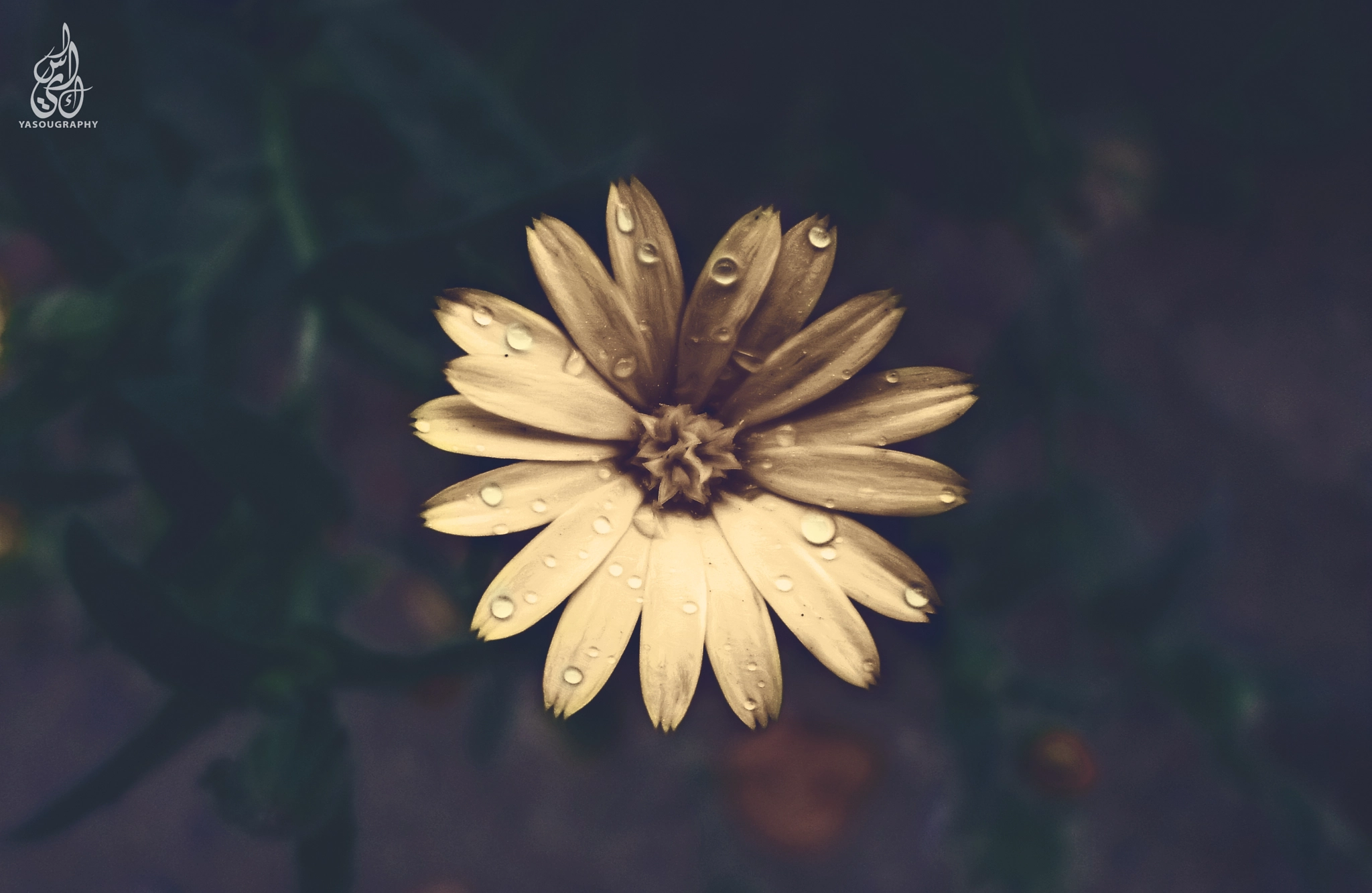 Samsung ES95 sample photo. Fleur pleur photography