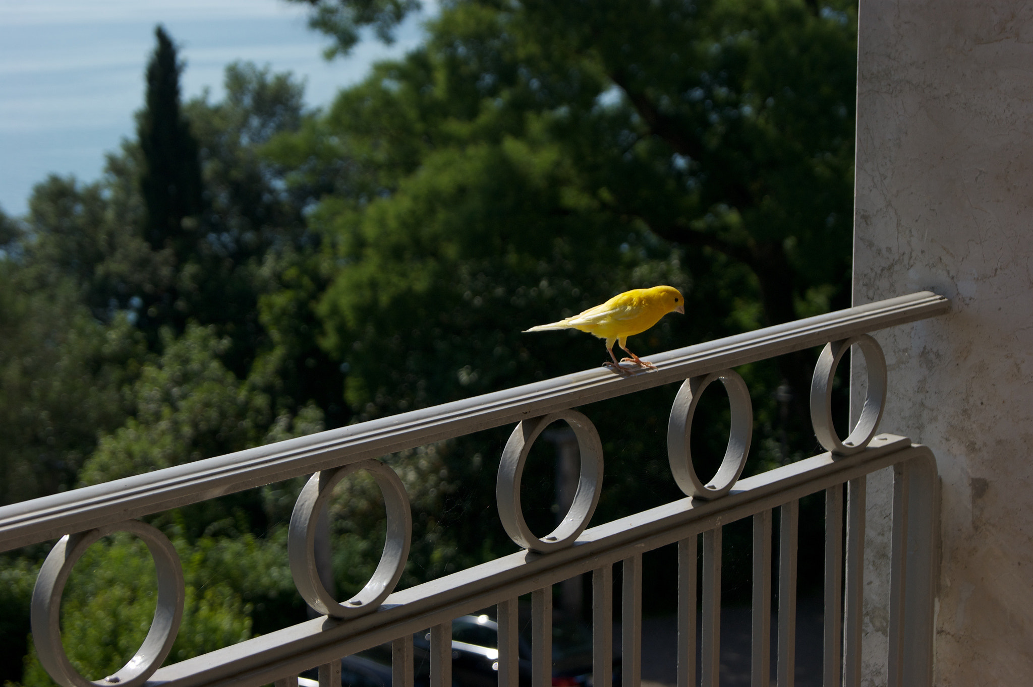 Sony DT 18-55mm F3.5-5.6 SAM II sample photo. Ray of sunshine photography