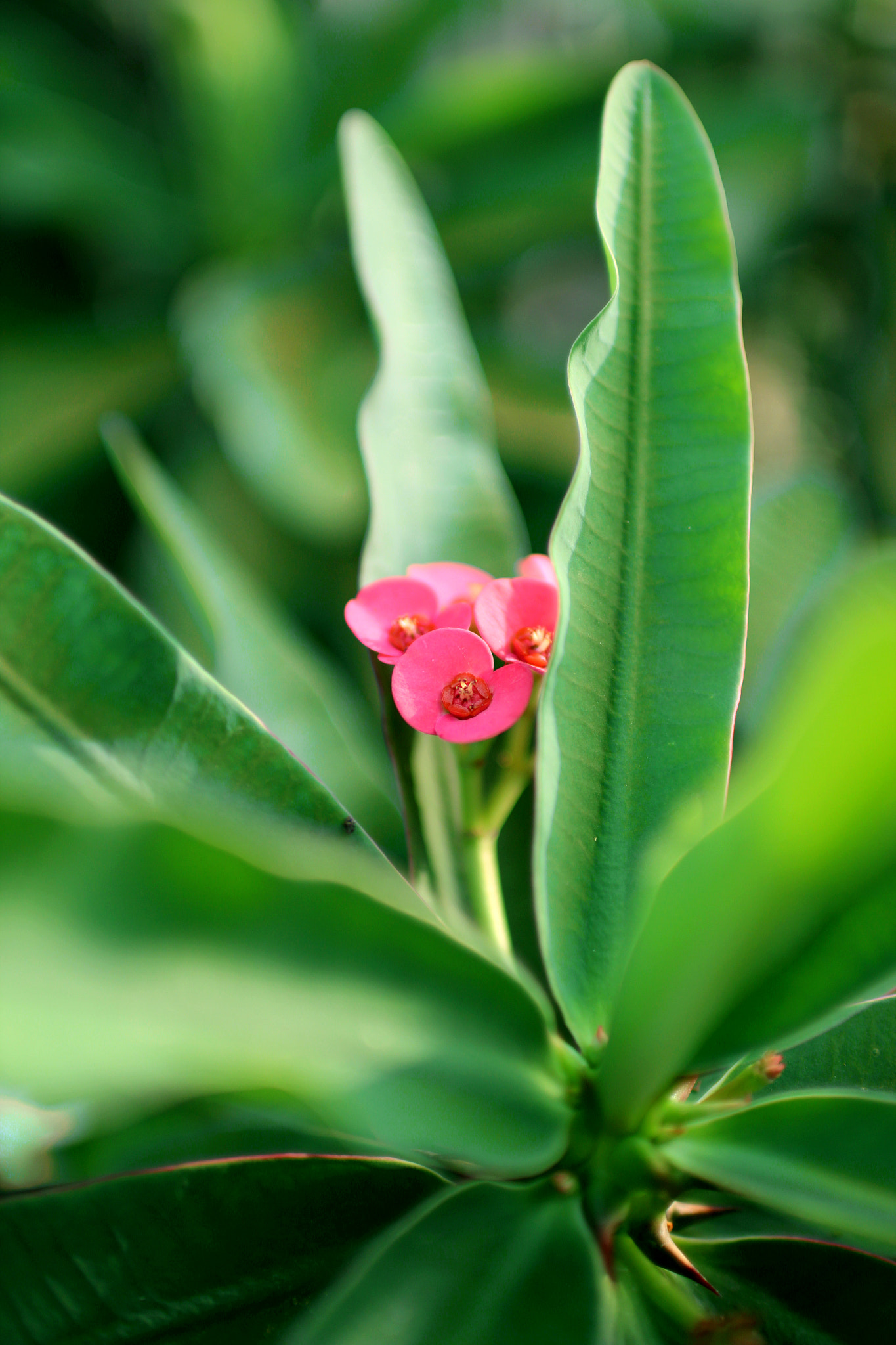 Sigma 30mm F1.4 EX DC HSM sample photo. Plant photography