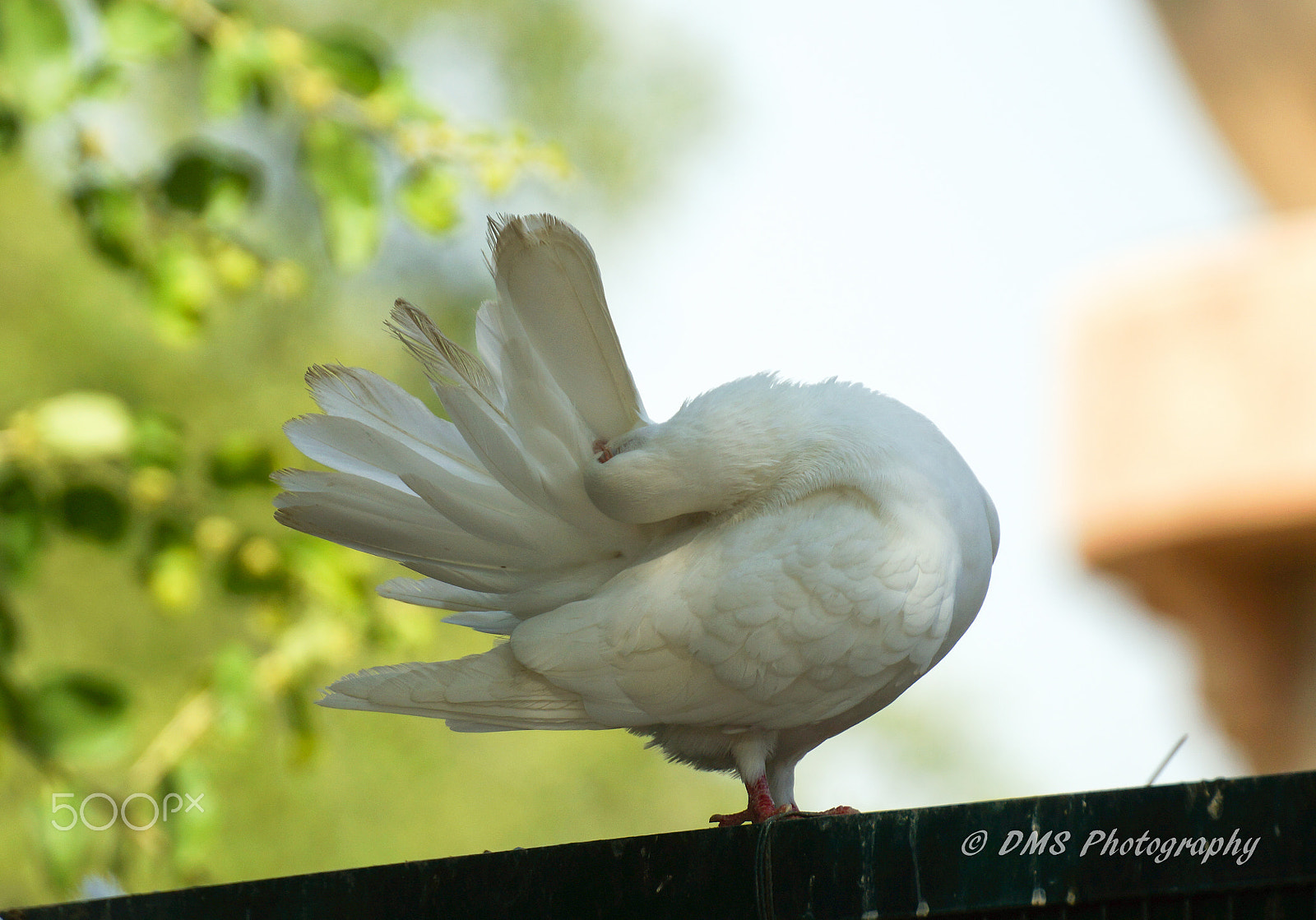 Tamron SP 70-300mm F4-5.6 Di USD sample photo. Dancing dove photography