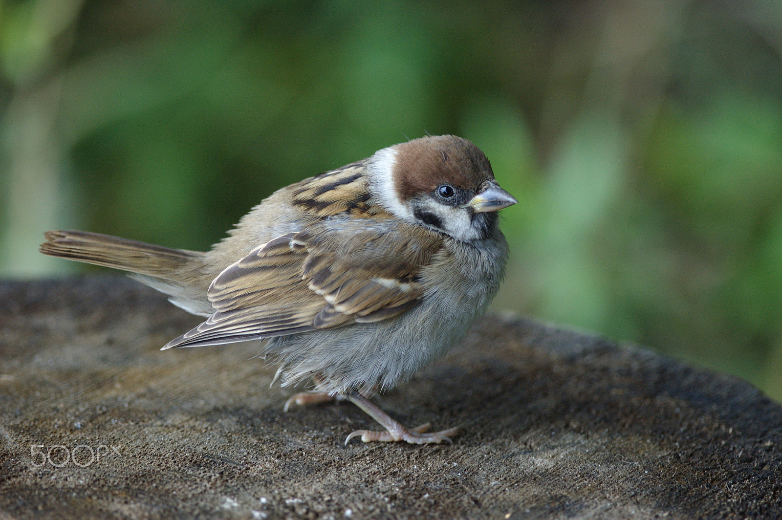 Nikon D70 + Nikon AF-S Nikkor 300mm F4D ED-IF sample photo. Sparrow / passer montanus photography