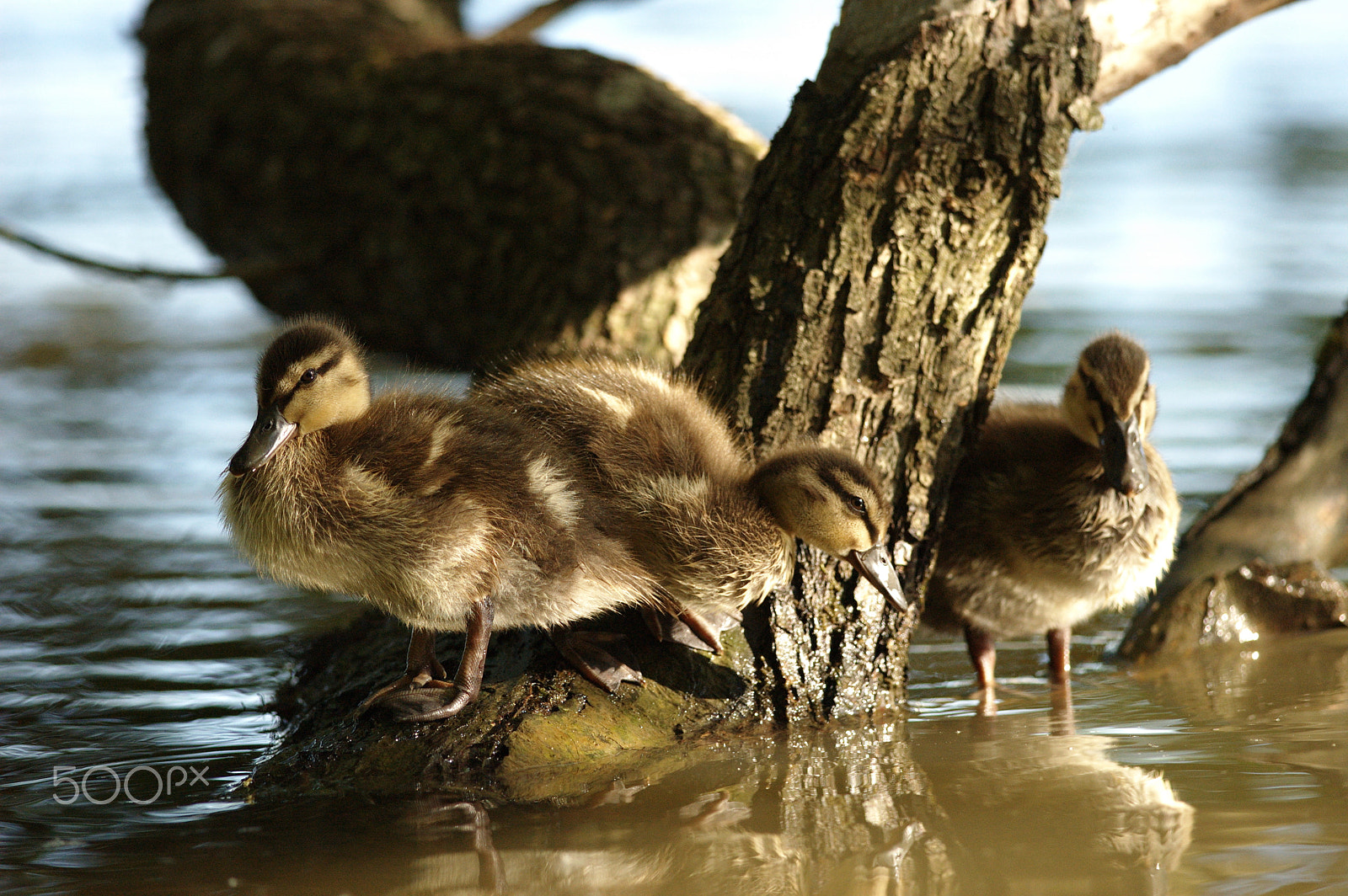 Nikon D70 + Nikon AF-S Nikkor 300mm F4D ED-IF sample photo. Duck babies photography