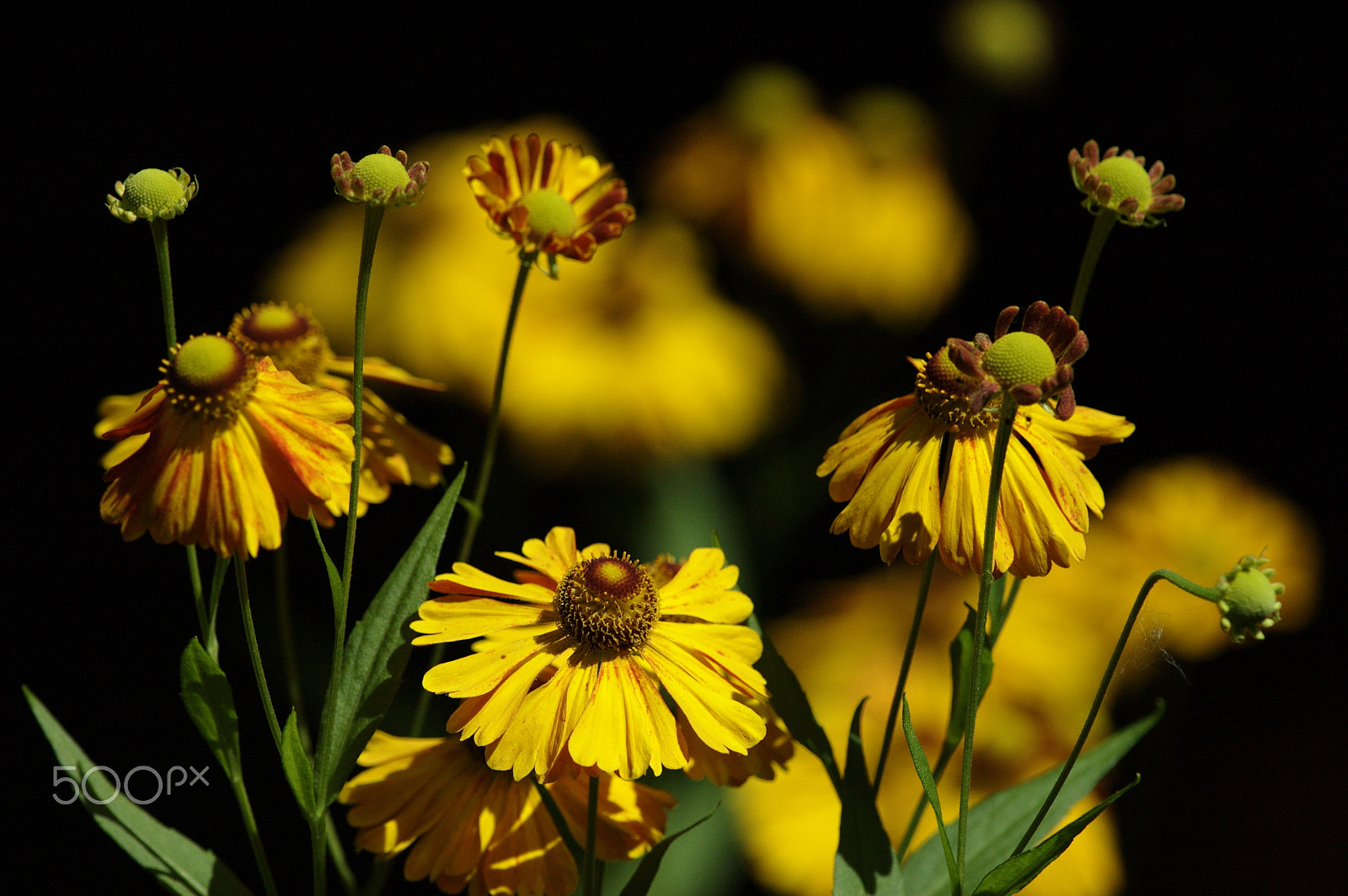 Nikon D70 + Nikon AF-S Nikkor 300mm F4D ED-IF sample photo. Helenium photography