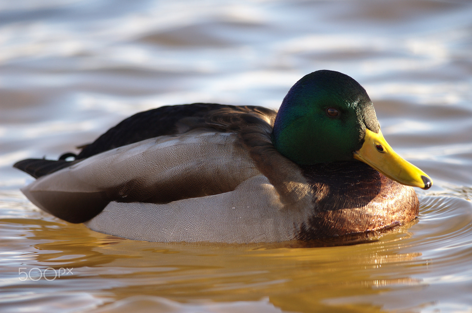 Nikon D70 + Nikon AF-S Nikkor 300mm F4D ED-IF sample photo. Mallard photography