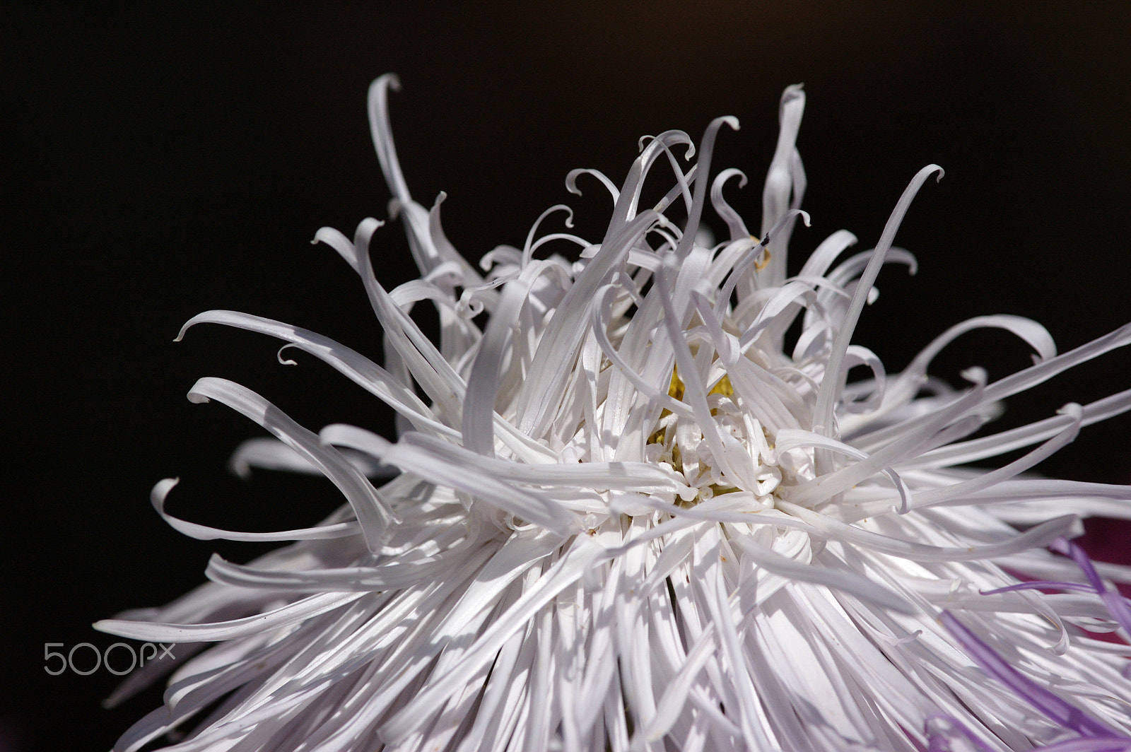 Nikon AF-S Nikkor 300mm F4D ED-IF sample photo. Aster photography