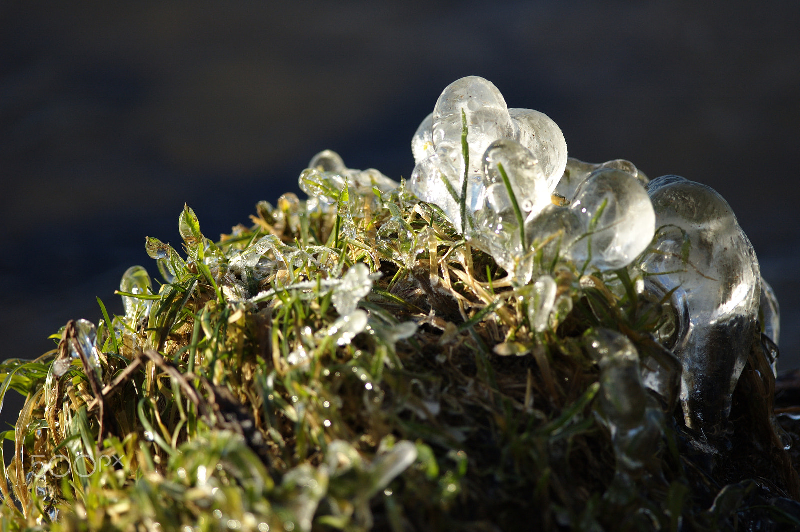 Nikon D70 + Nikon AF-S Nikkor 300mm F4D ED-IF sample photo. Grass in the ice photography