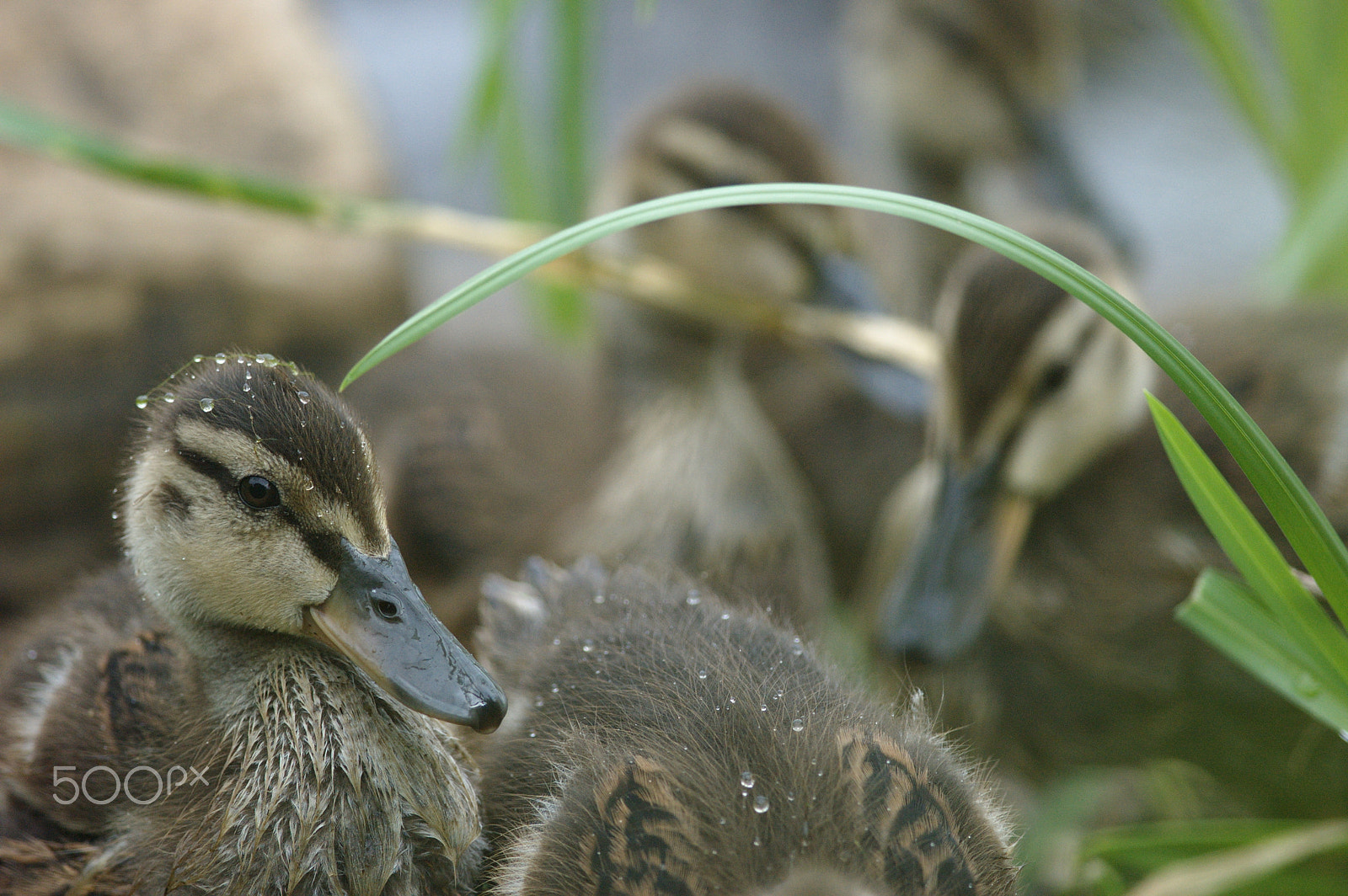 Nikon D70 + Nikon AF-S Nikkor 300mm F4D ED-IF sample photo. Ducks photography