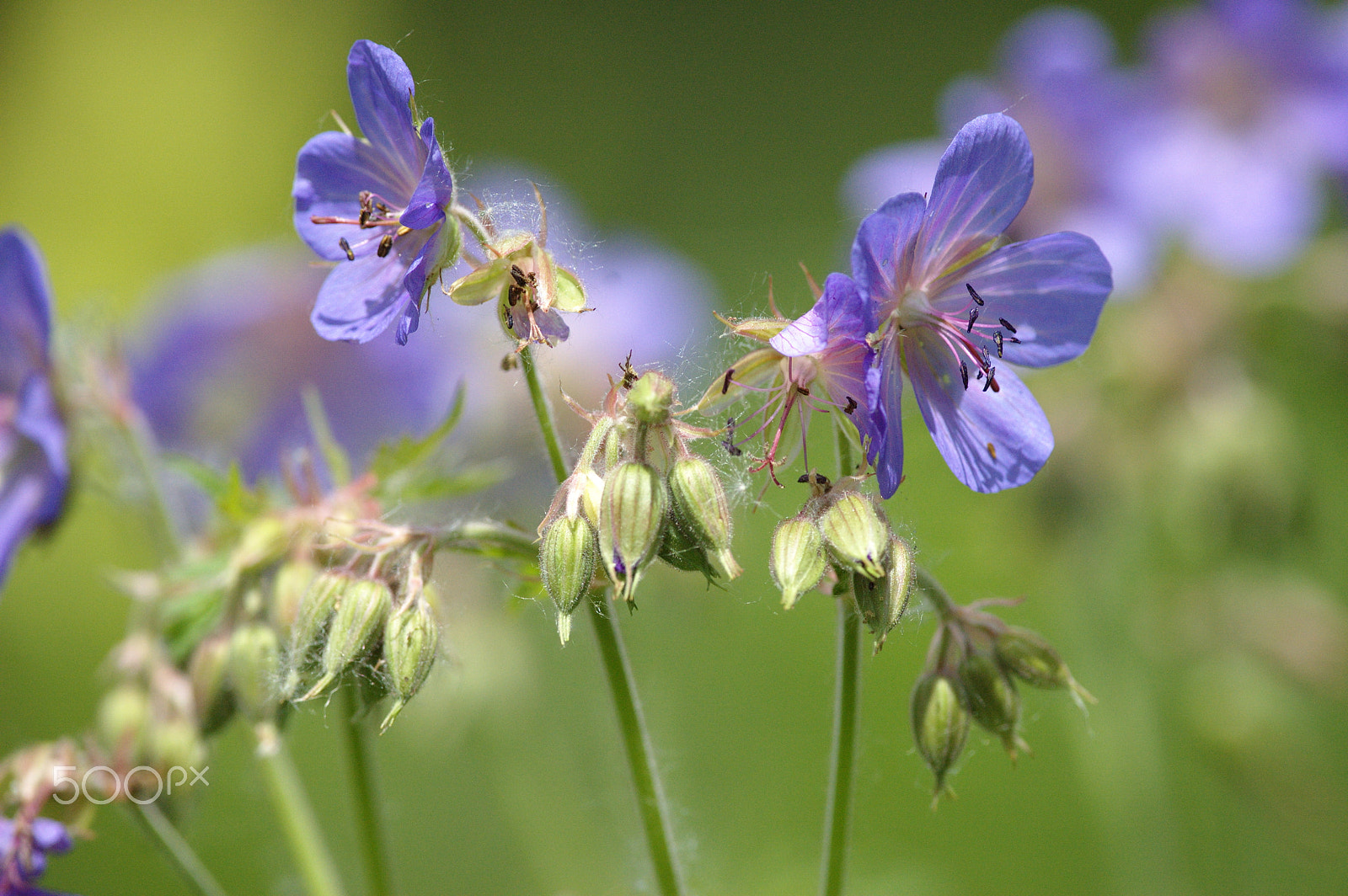 Nikon D70 + Nikon AF-S Nikkor 300mm F4D ED-IF sample photo. Geranium sylvaticum photography