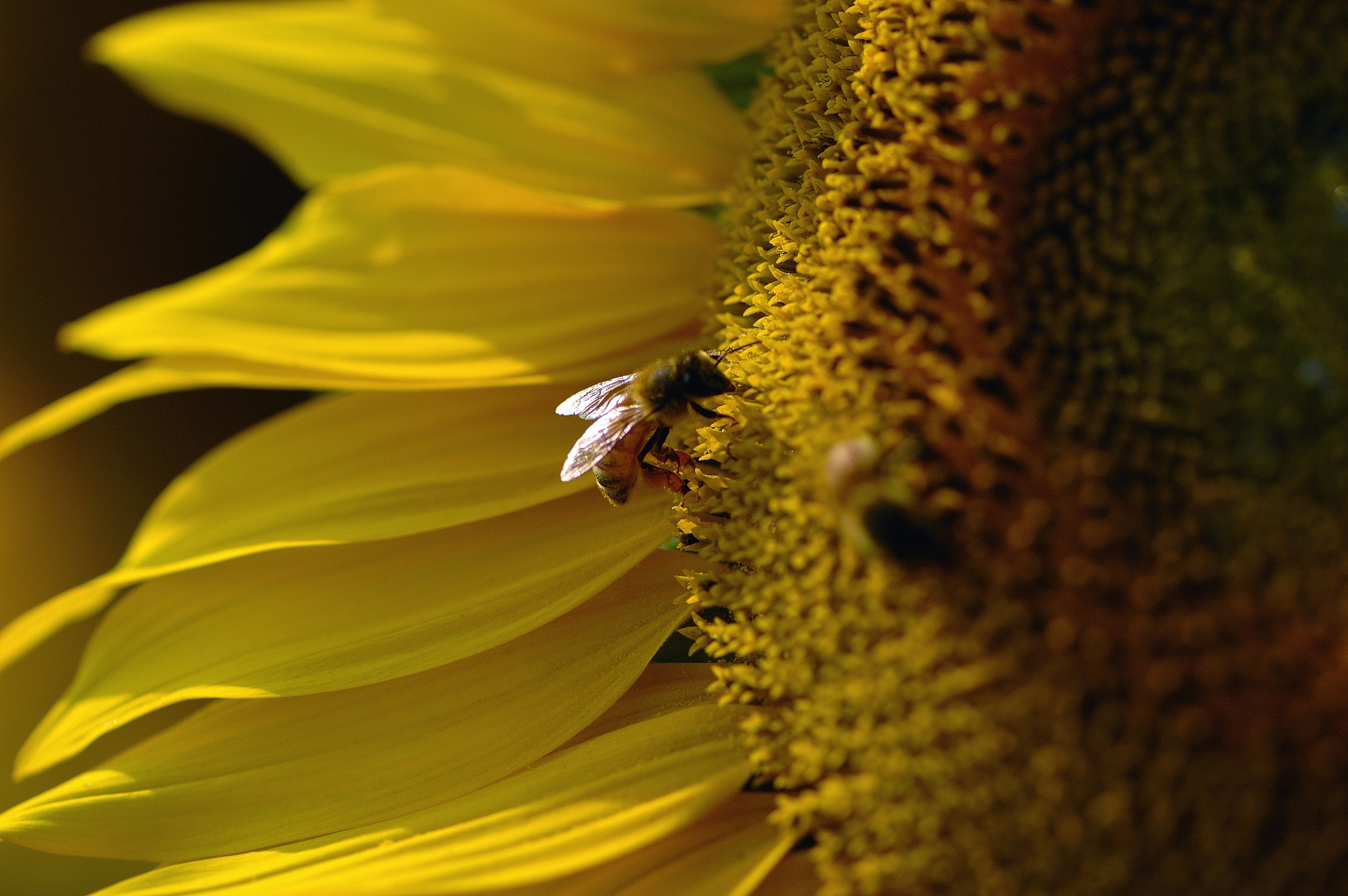 Nikon D70 sample photo. Harvest photography