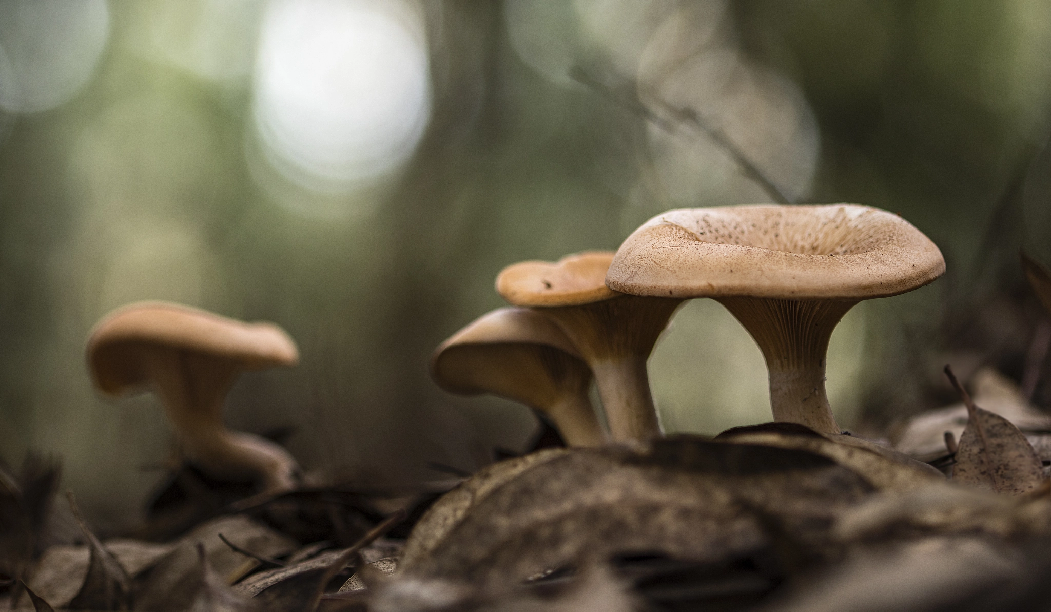 Canon EF 100mm F2.8 Macro USM sample photo. El desfile photography