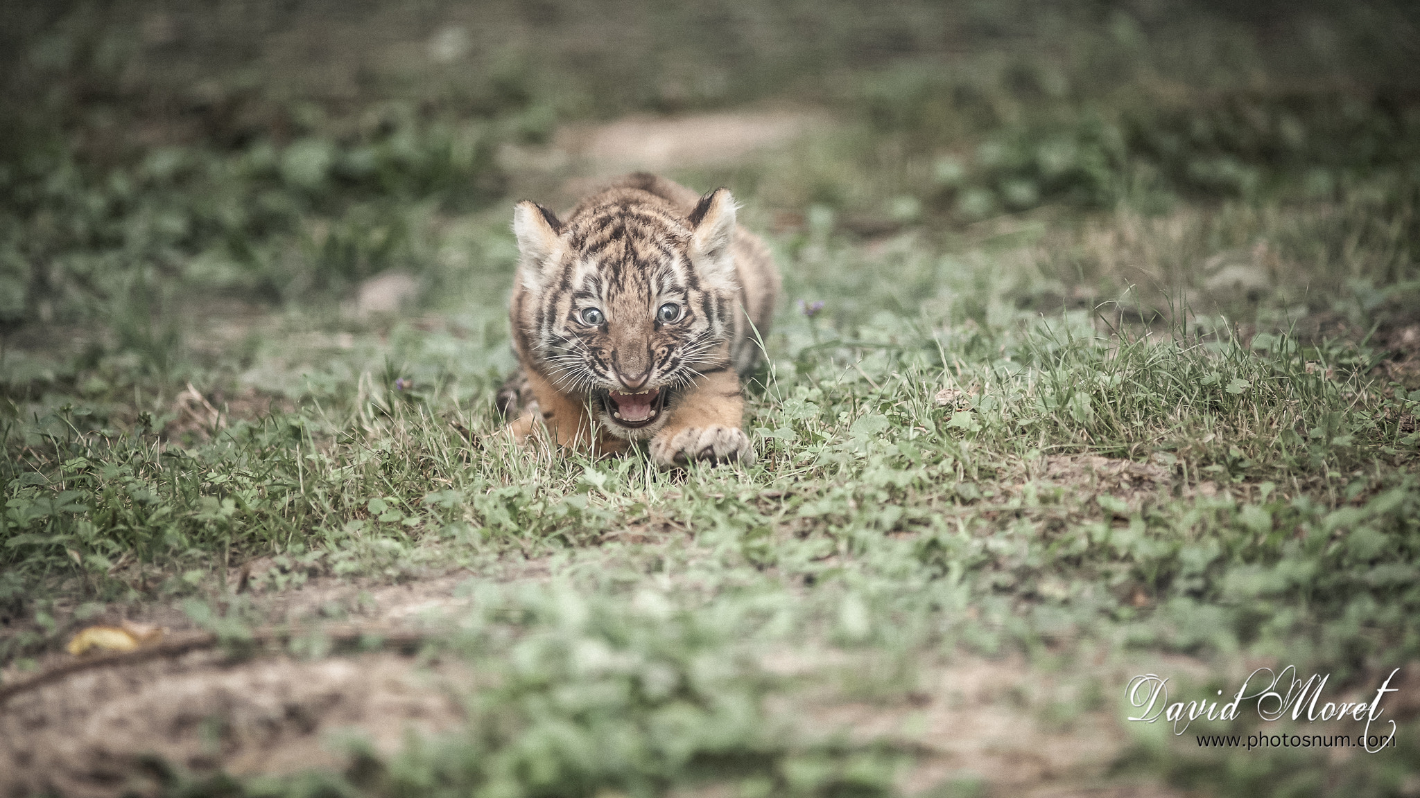 Nikon AF-S Nikkor 300mm F2.8G ED VR II sample photo. Jeune tigresse photography