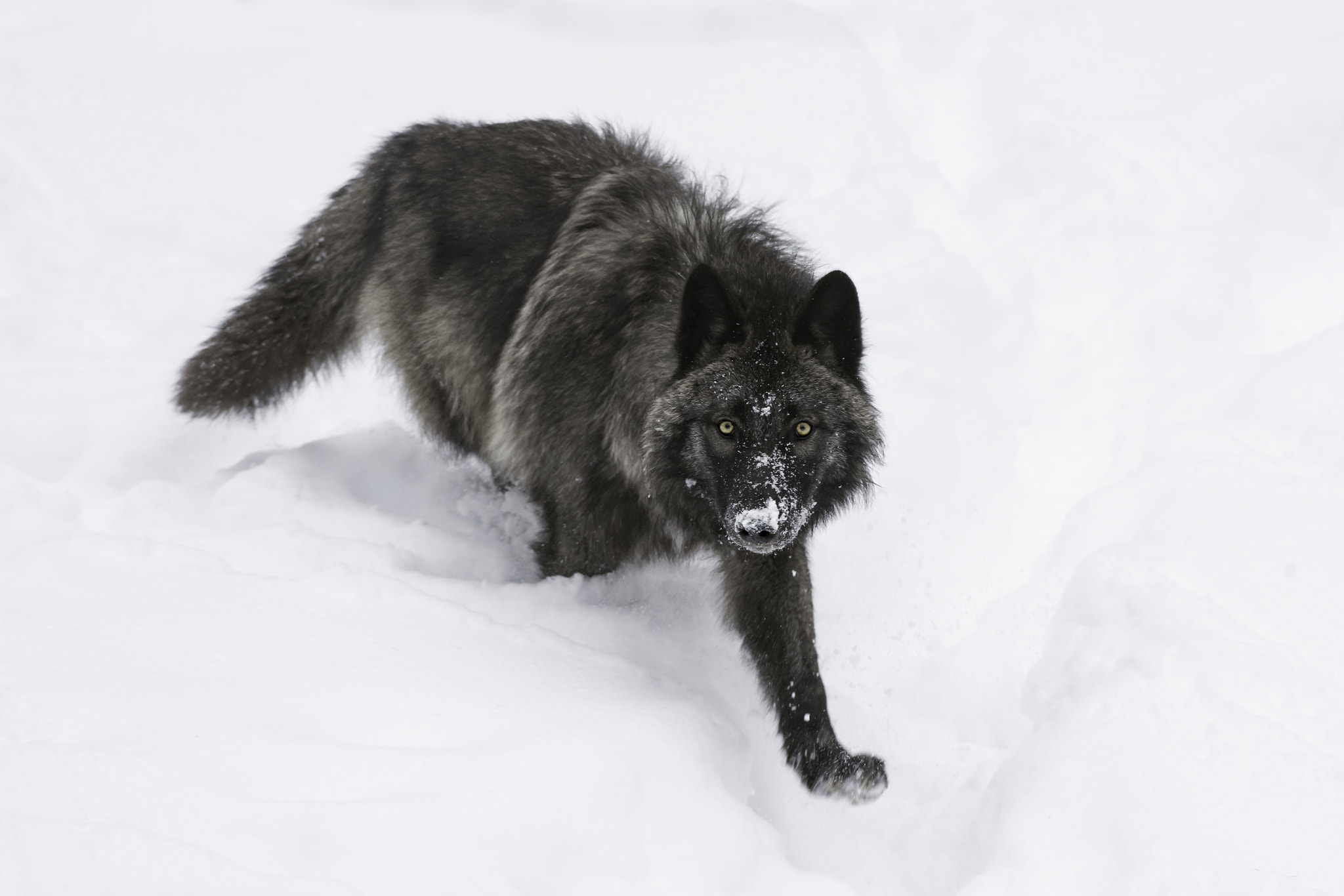 Nikon AF-S Nikkor 200-400mm F4G ED-IF VR sample photo. A black wolf on the move... photography