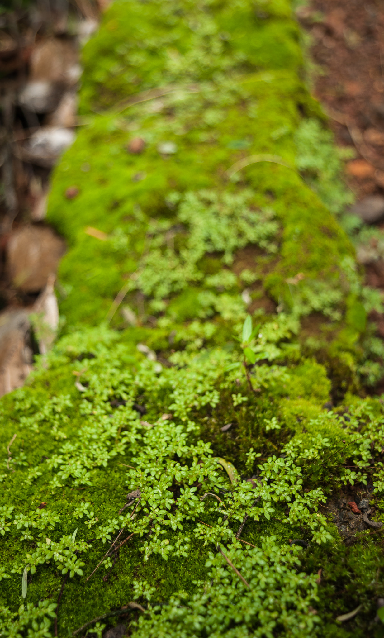Nikon D200 sample photo. The moss photography