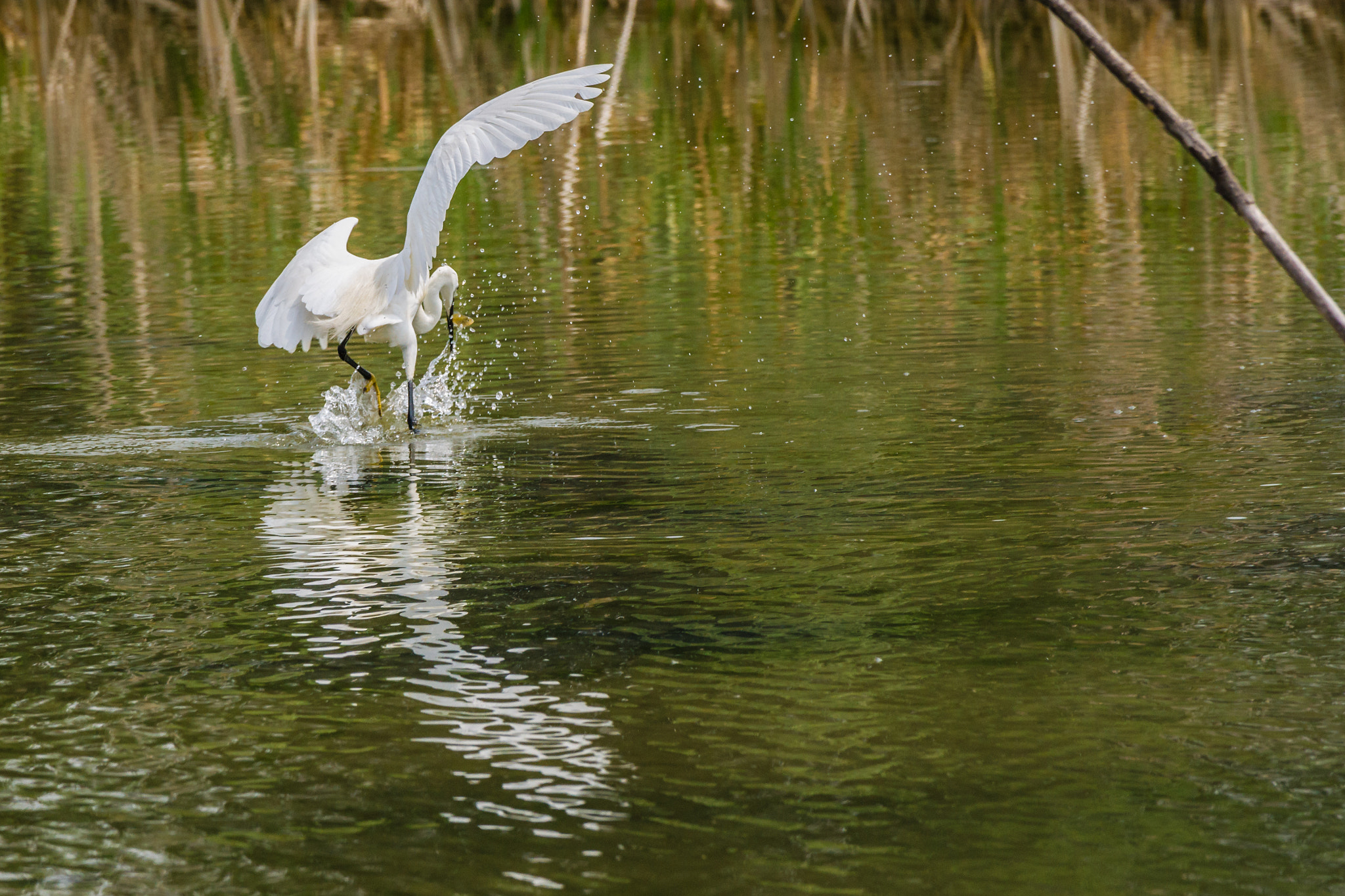 Sony 70-300mm F4.5-5.6 G SSM sample photo. Dinner is ready! photography