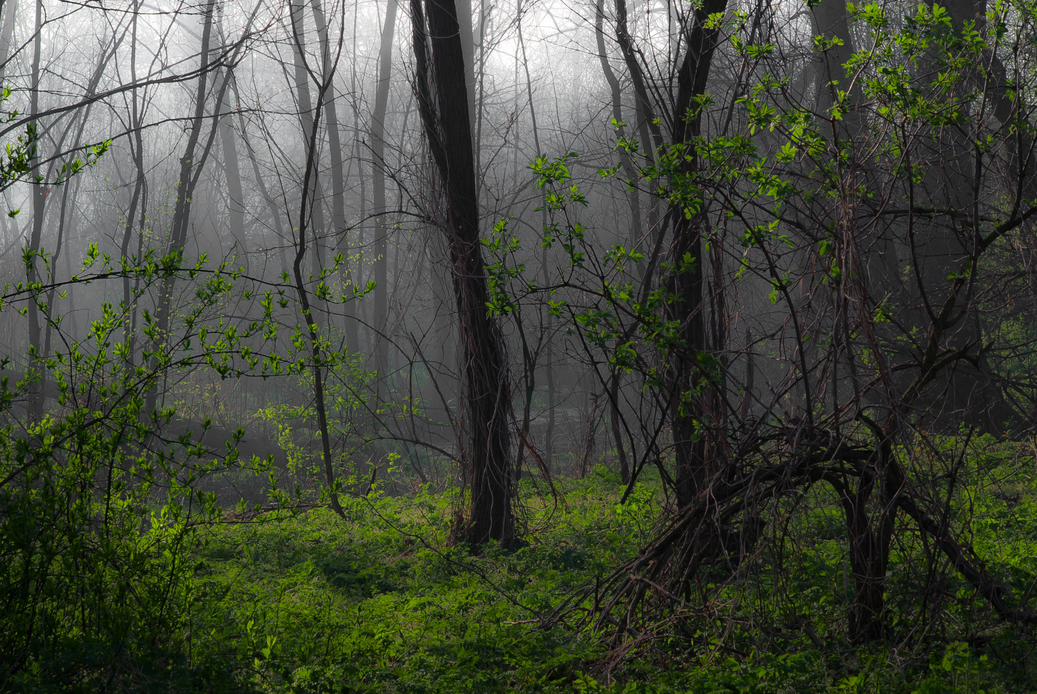Sony Alpha DSLR-A330 sample photo. Fog and old forest photography