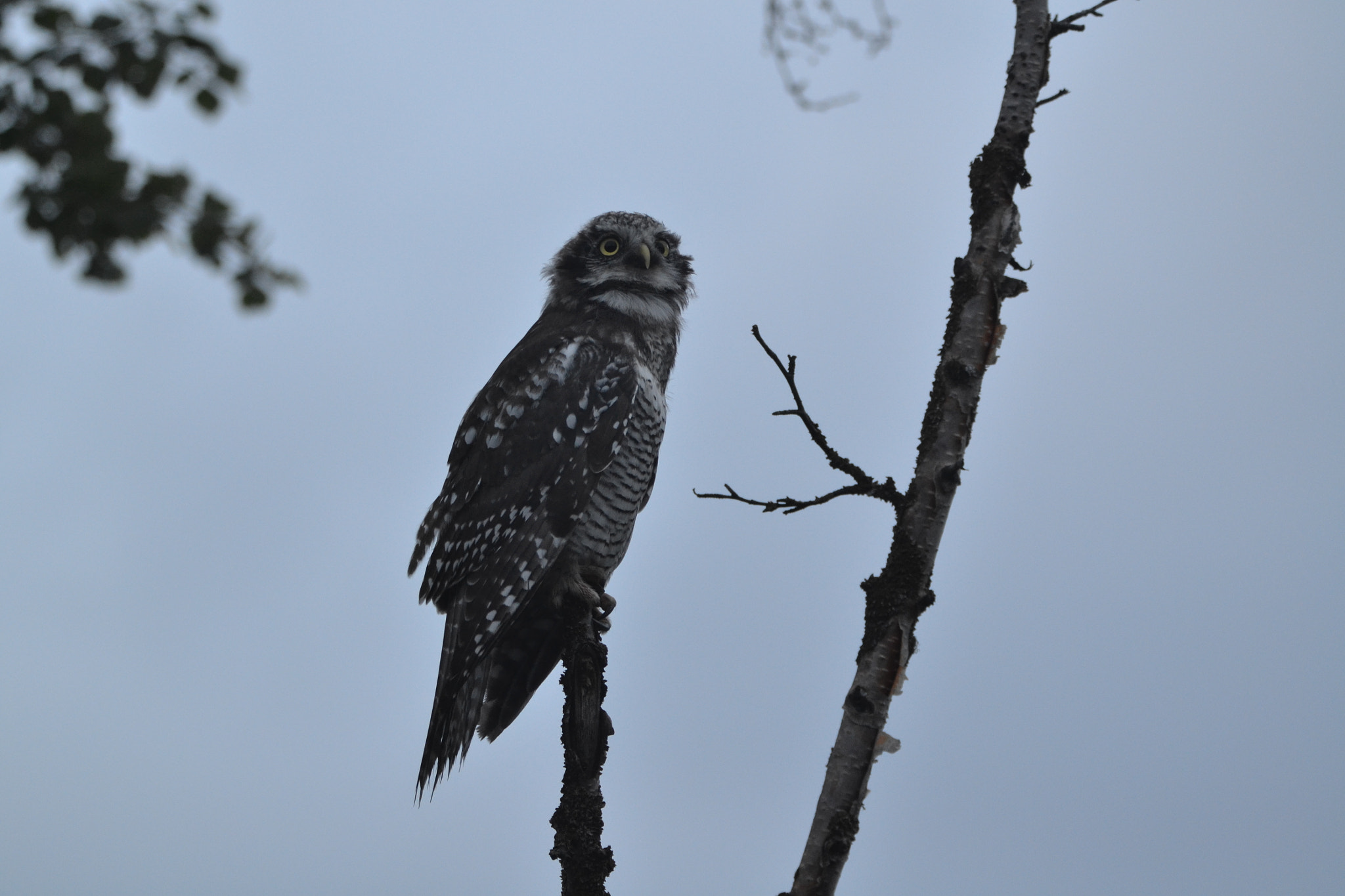 Nikon D3100 + Tamron SP 150-600mm F5-6.3 Di VC USD sample photo. Hawk owl in the middle of the night :) photography