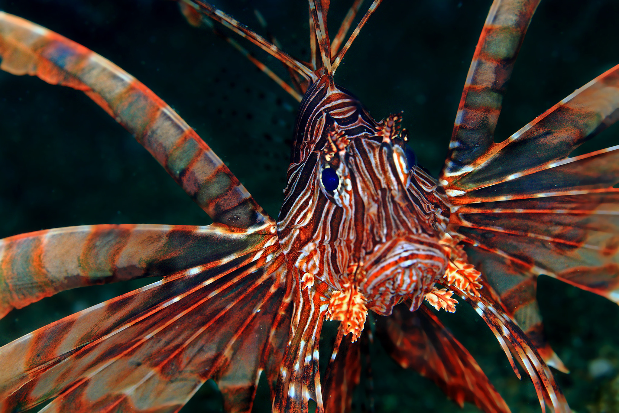 Canon EOS 5D + Canon EF 100mm F2.8 Macro USM sample photo. Lion fish photography