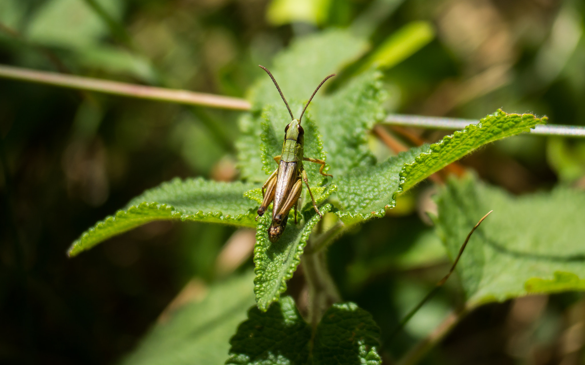 Panasonic Lumix DMC-GH3 sample photo. Grasshopper photography