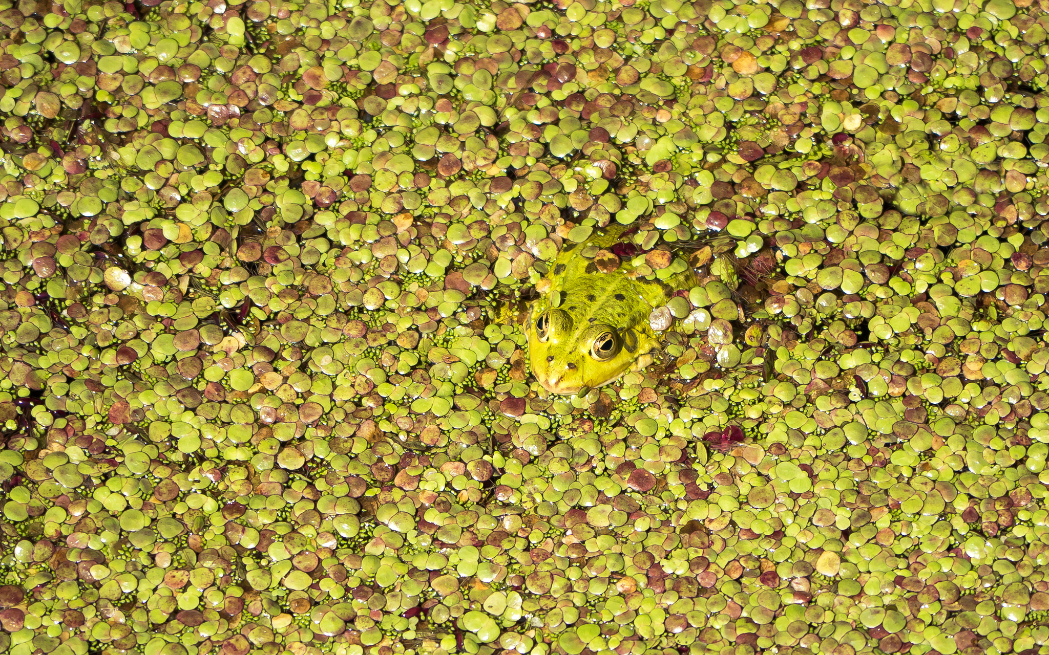 Panasonic Lumix DMC-GH4 sample photo. Hidden frog photography