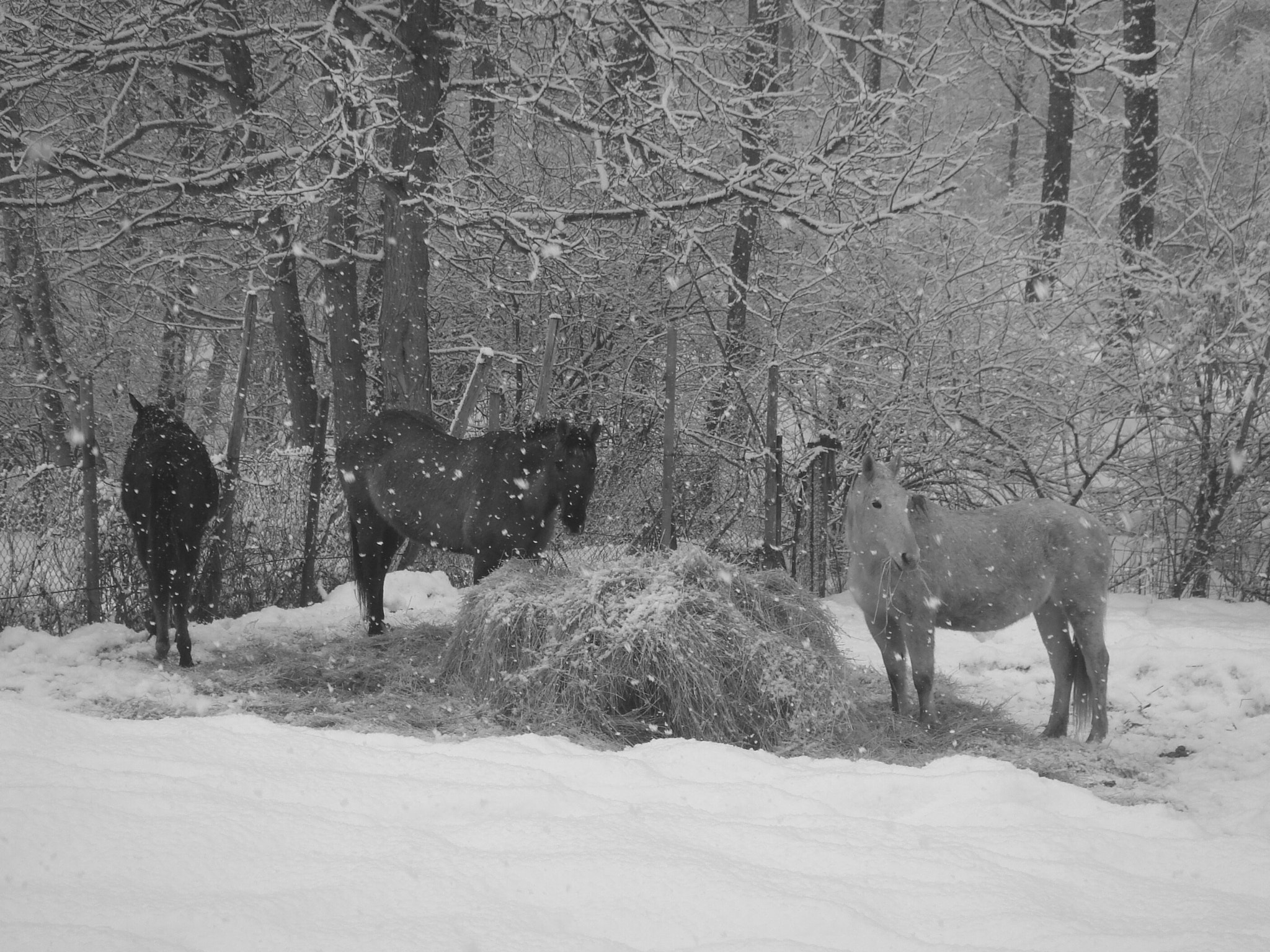 Sony DSC-T9 sample photo. __3 horses under the falling sbow__ photography