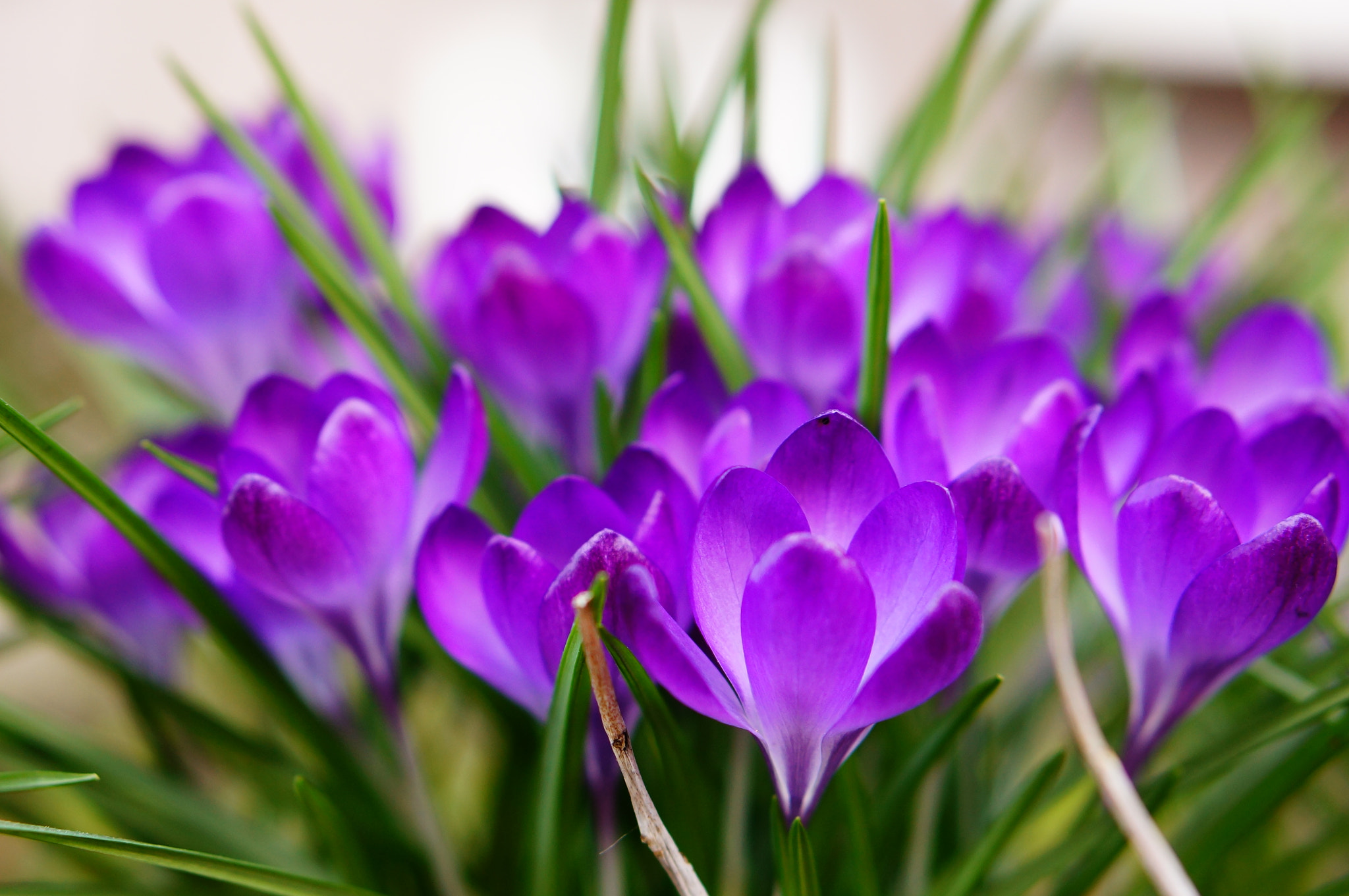 Sony Alpha NEX-5N + Sony E 50mm F1.8 OSS sample photo. Crocus flowers photography