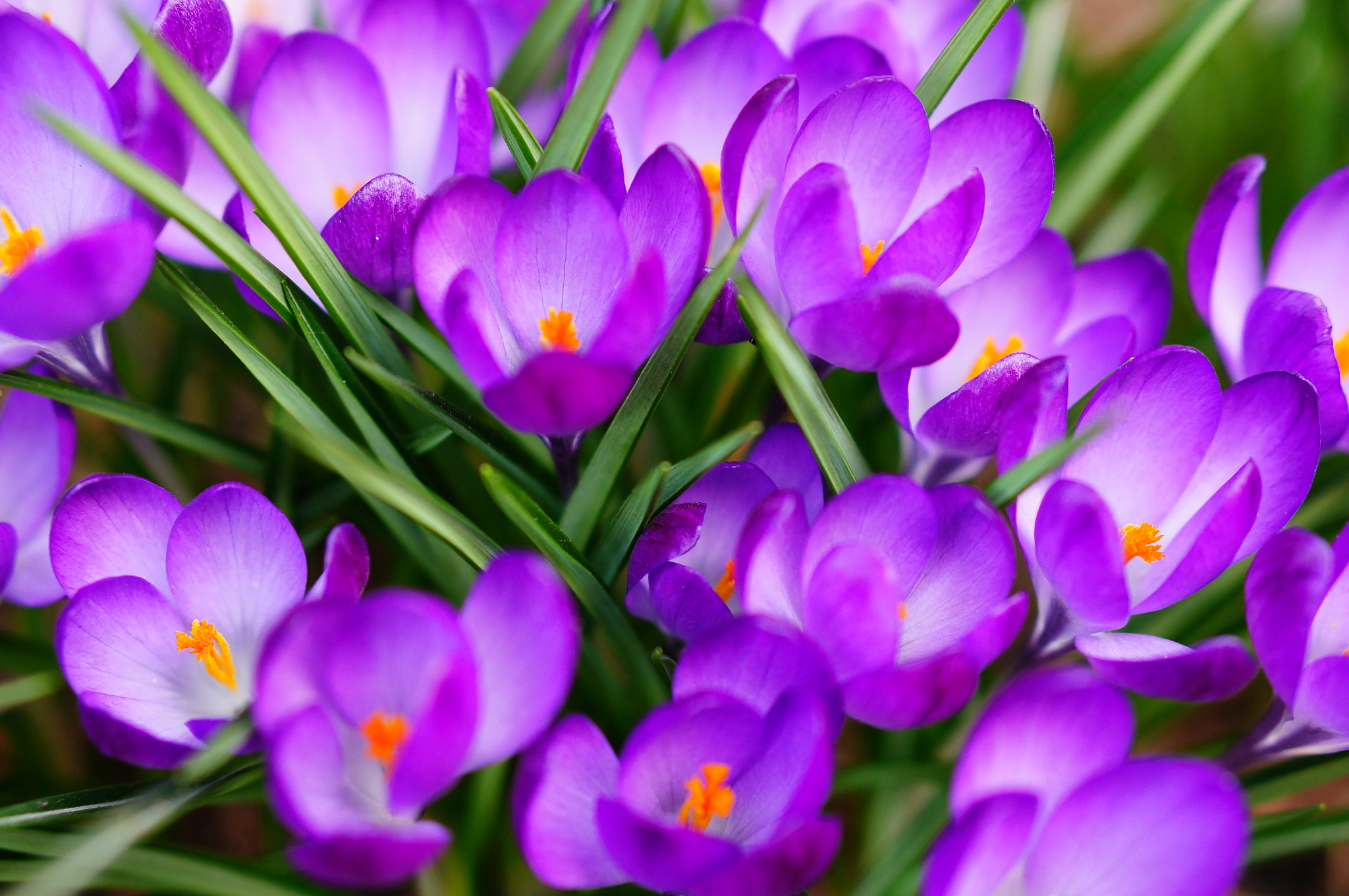 Sony Alpha NEX-5N + Sony E 50mm F1.8 OSS sample photo. Crocus flowers photography