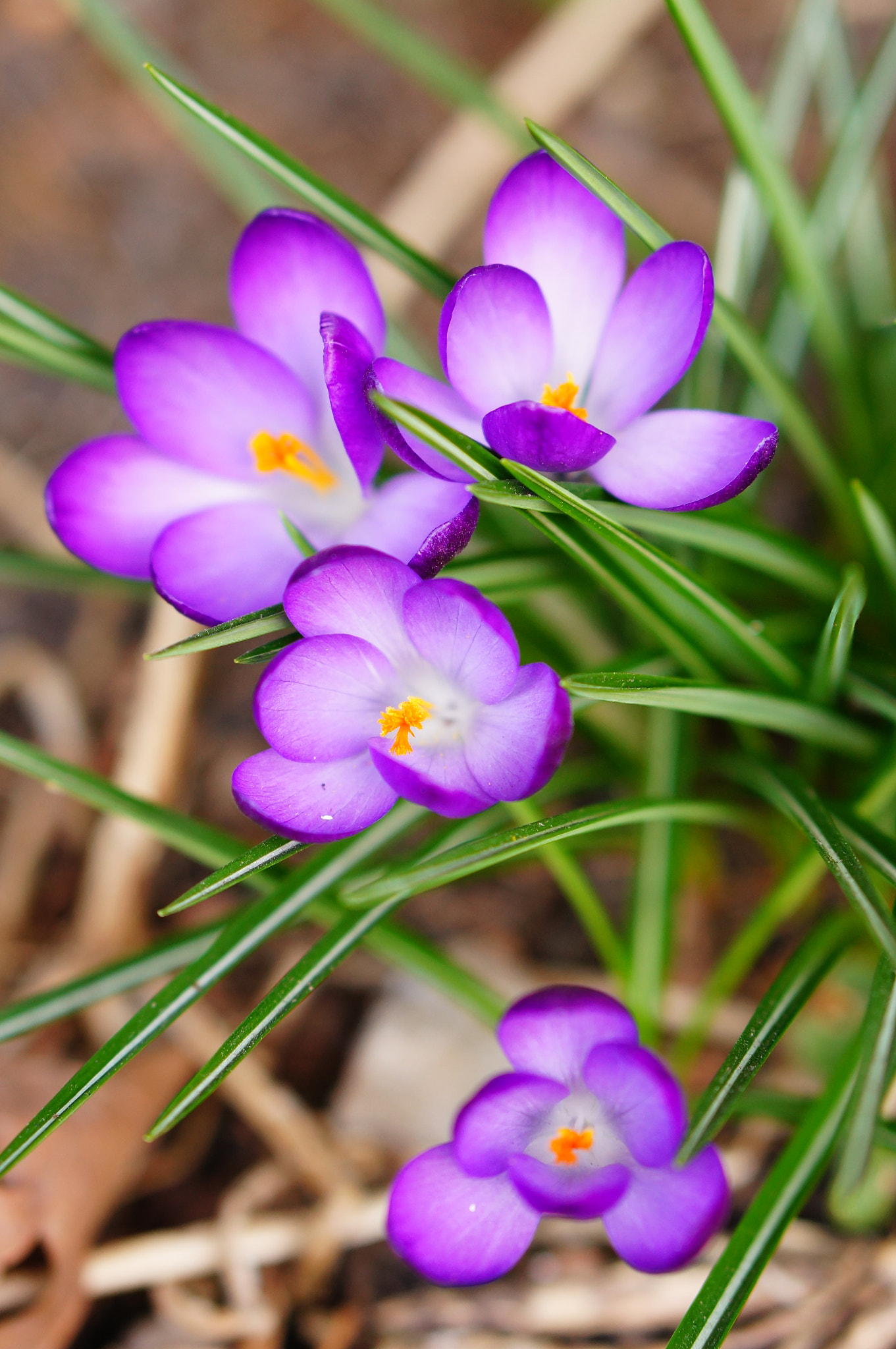 Sony Alpha NEX-5N + Sony E 50mm F1.8 OSS sample photo. Crocus flowers photography