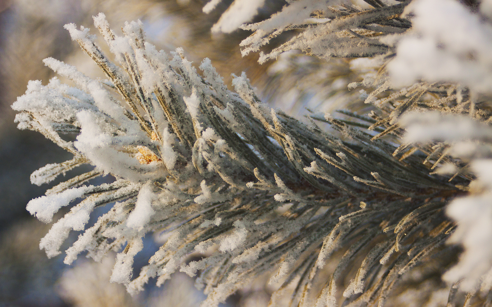 Canon EOS 50D + Tokina AT-X 280 AF Pro 28-80mm f/2.8 Aspherical sample photo. Snowy spruce photography