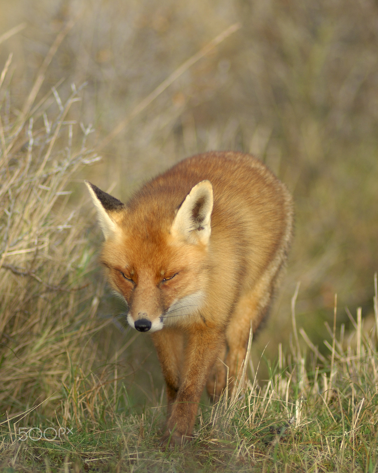 Nikon D2Xs + Nikon AF Nikkor 180mm F2.8D ED-IF sample photo. Out of my way photography