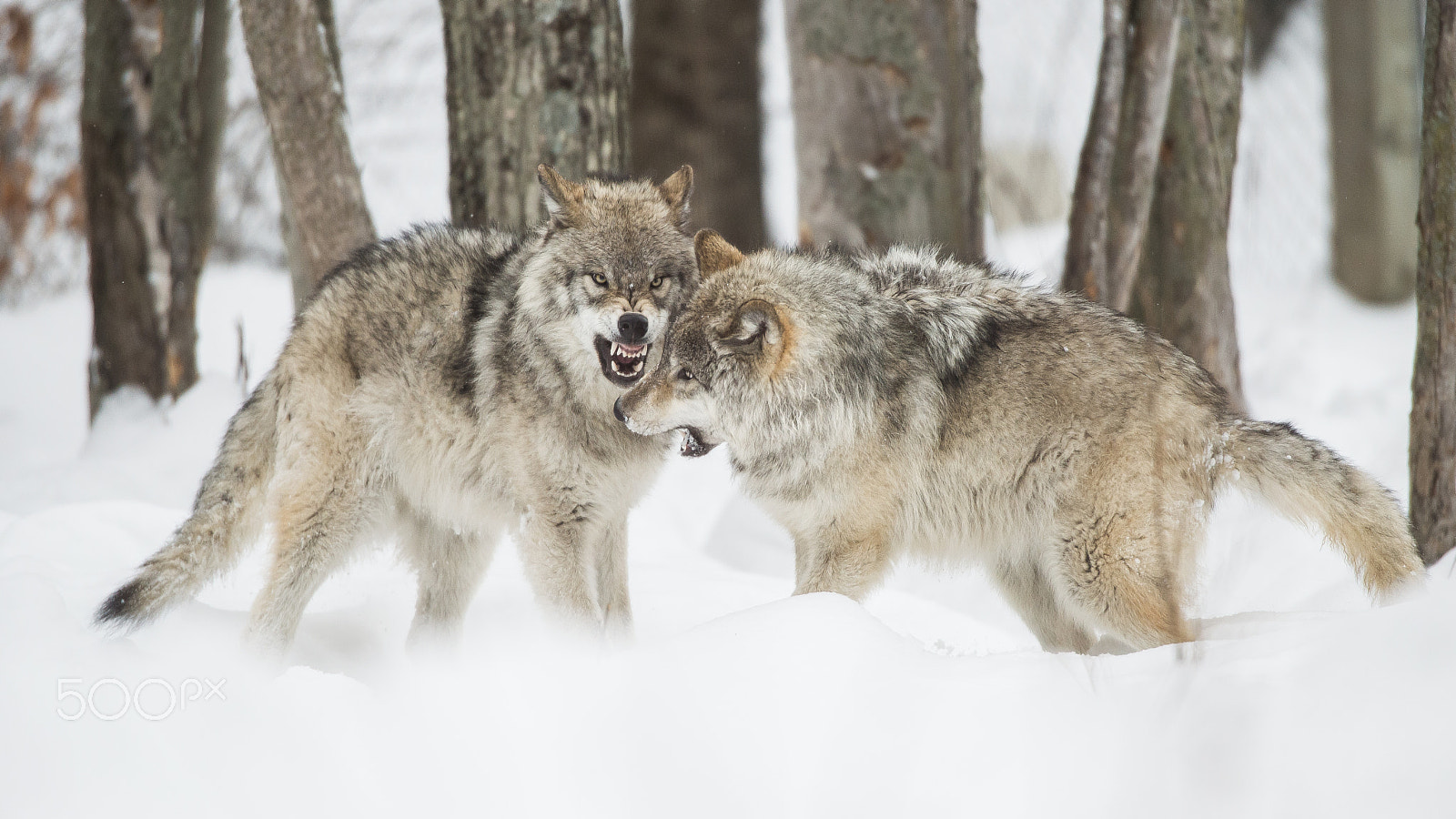 Nikon AF-S Nikkor 600mm F4D ED-IF II sample photo. Dual photography