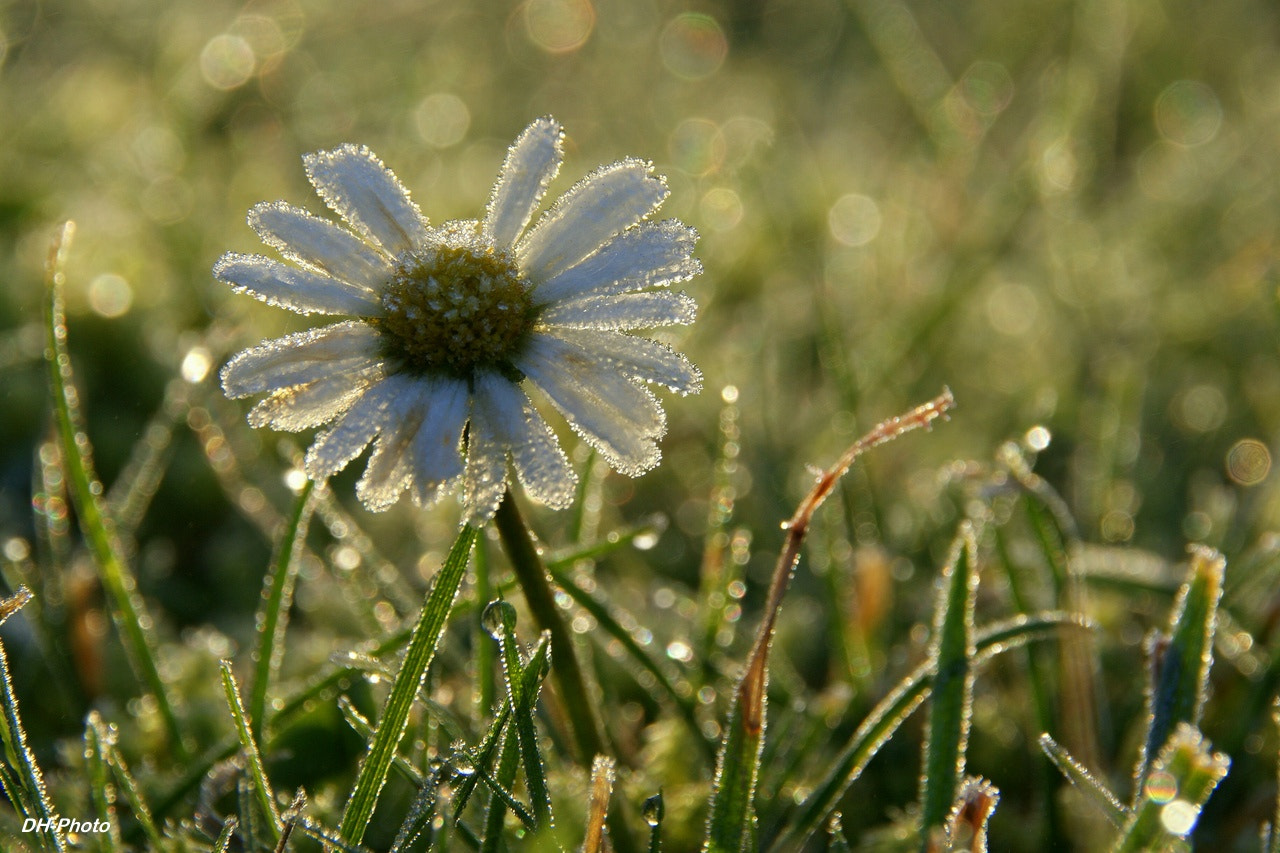 Sigma 18-250mm F3.5-6.3 DC OS HSM sample photo. Frozen daisy in december photography