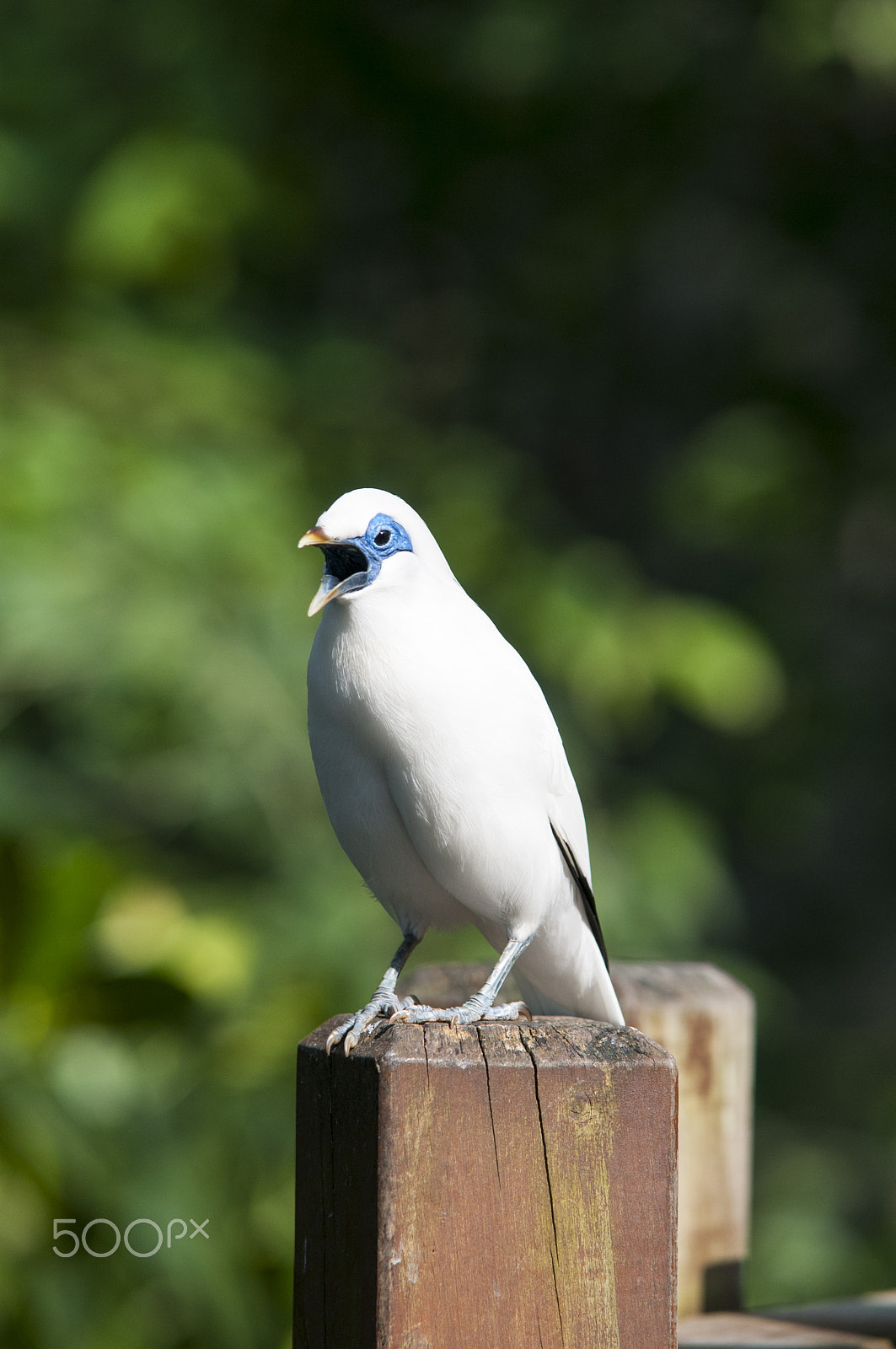 Sigma 70-200mm F2.8 EX DG OS HSM sample photo. Bird photography