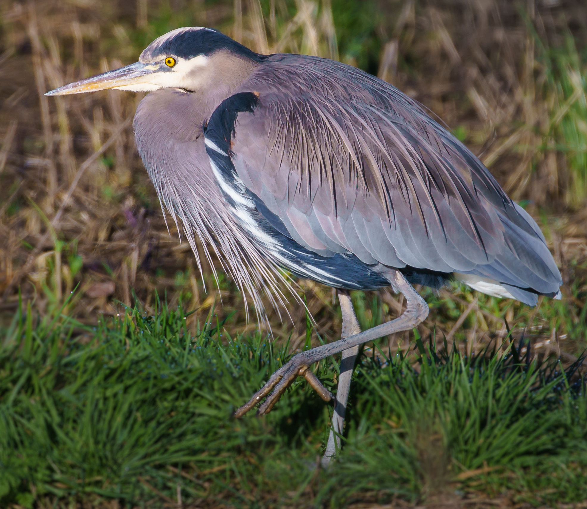 Canon EF 100-400mm F4.5-5.6L IS II USM sample photo. Great blue heron photography