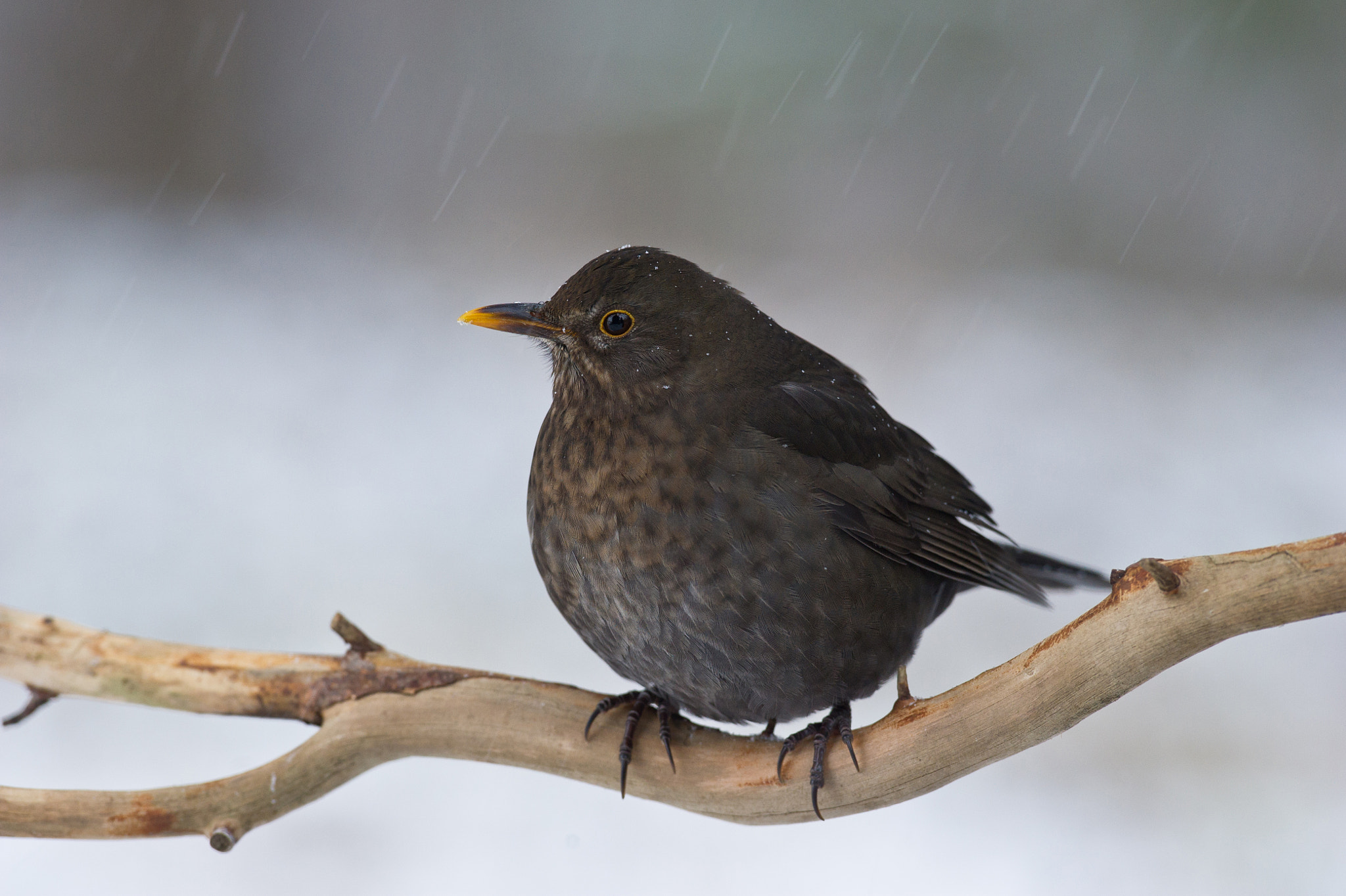 AF-S Nikkor 300mm f/2.8D IF-ED II sample photo. It's snowing again photography