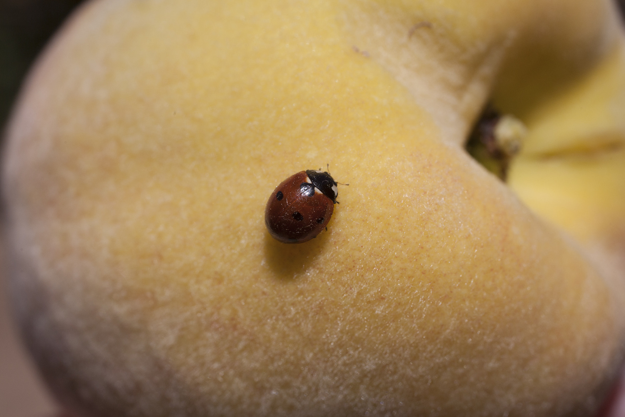 Canon EOS 5D + Sigma 50mm f/2.8 EX sample photo. Lady bug on peach photography