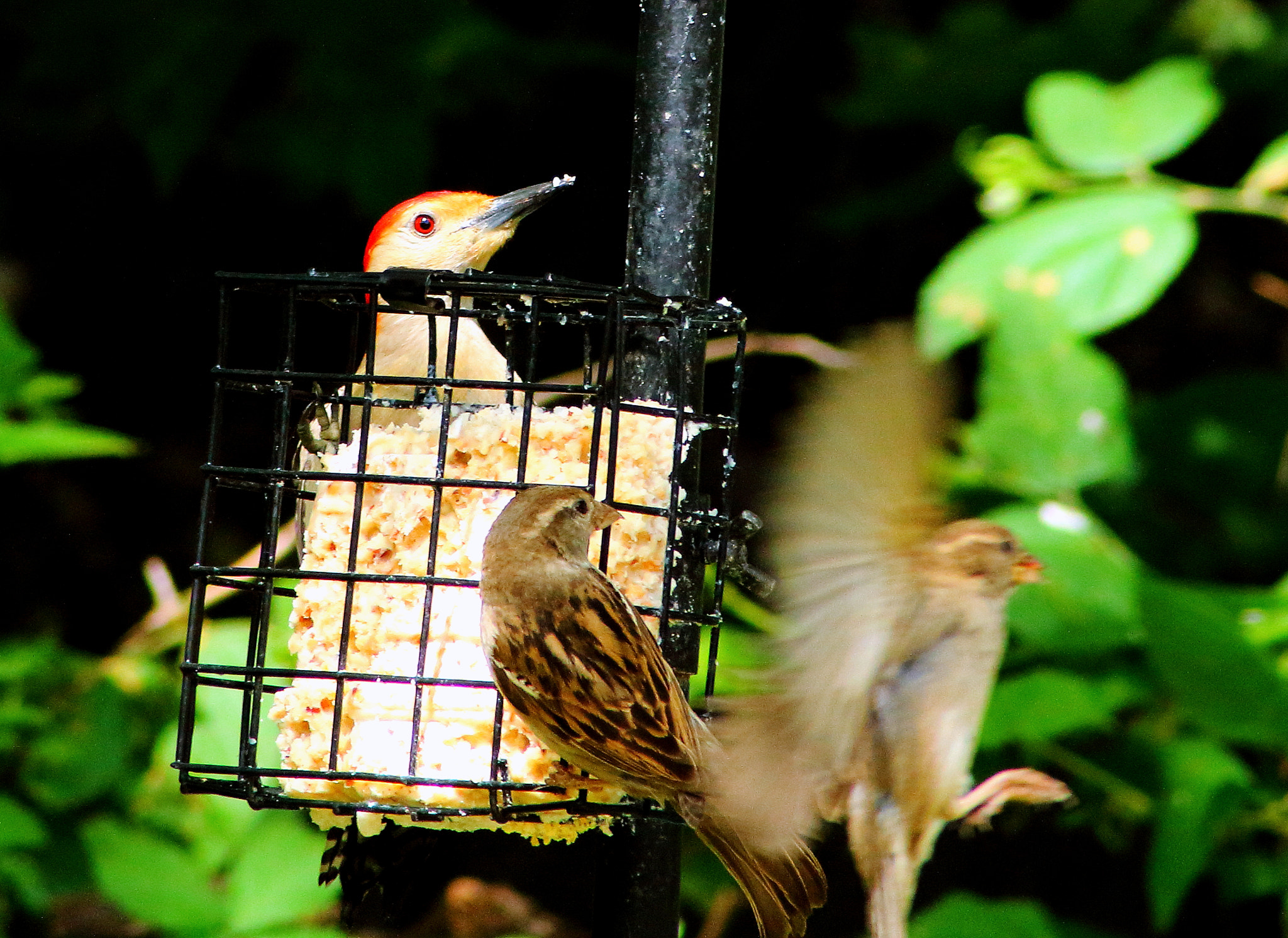 Canon EOS 100D (EOS Rebel SL1 / EOS Kiss X7) sample photo. At the feeder photography