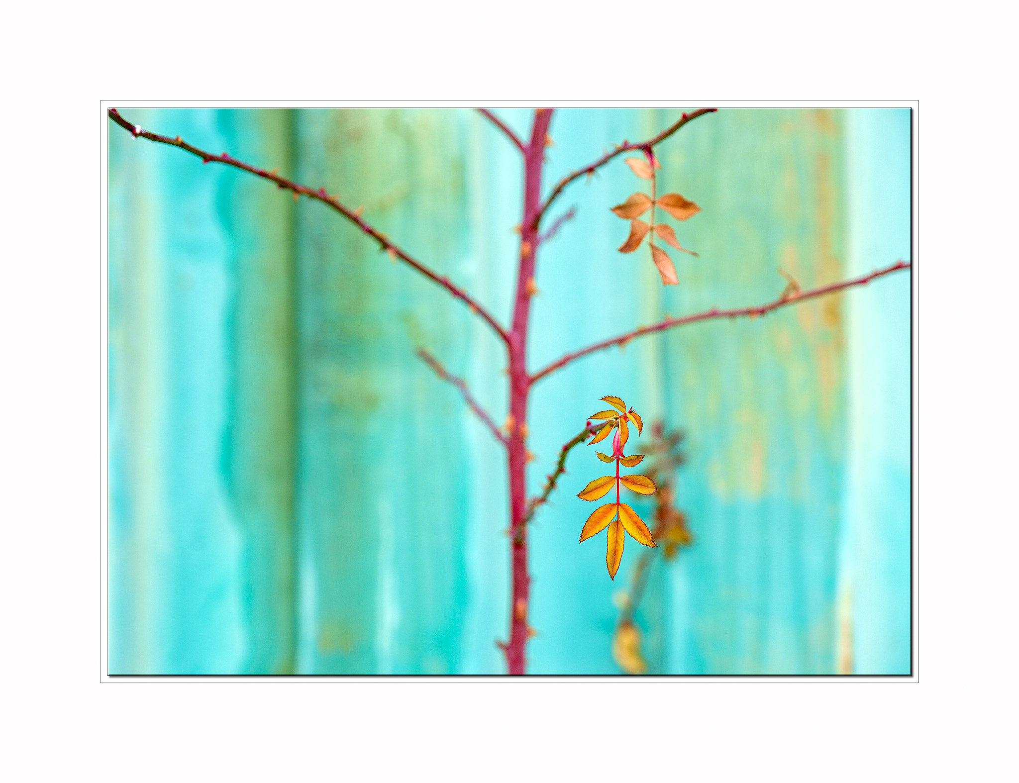 Fujifilm X-Pro1 + Fujifilm XF 16-55mm F2.8 R LM WR sample photo. Rose in winter photography