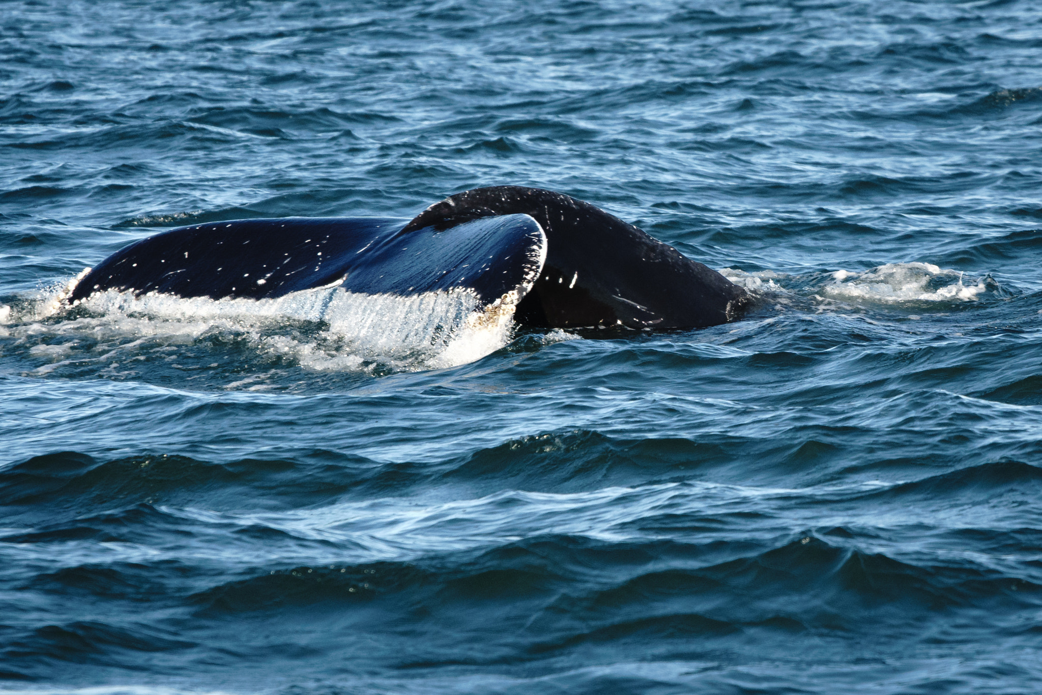 Sony 70-400mm F4-5.6 G SSM II sample photo. Tall tails photography