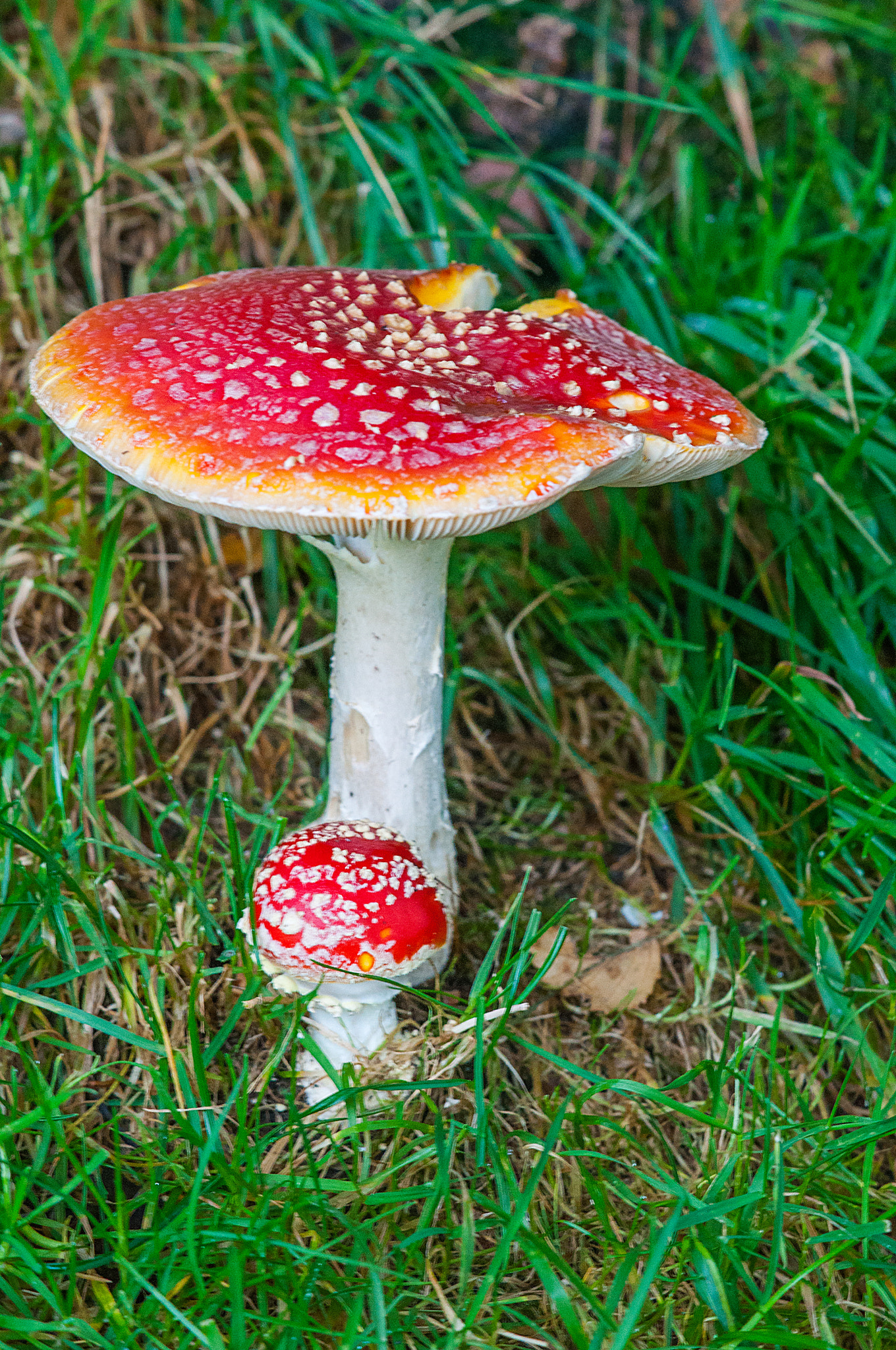 Nikon AF-S DX Micro-Nikkor 85mm F3.5G ED VR sample photo. 'fly agaric' photography